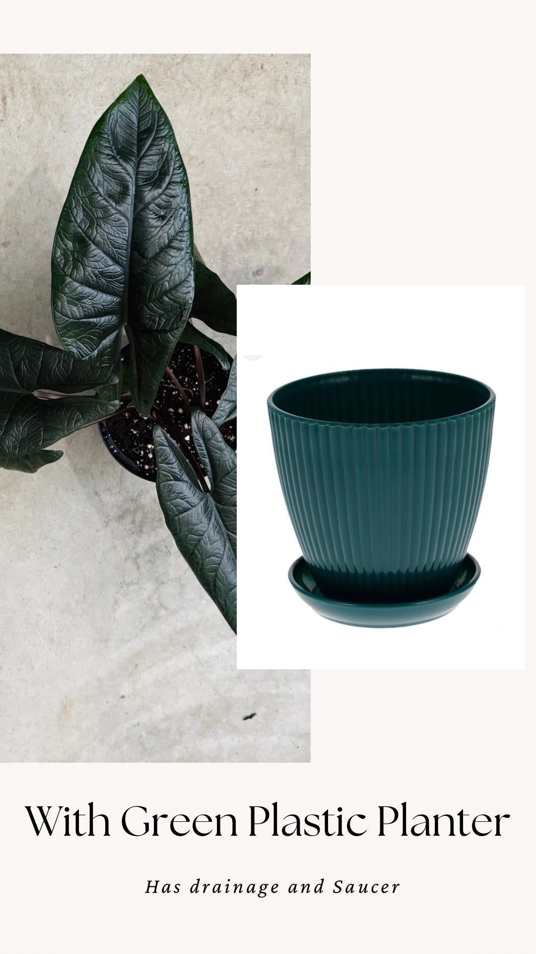 Alocasia Scalprum Plant - 6 inch Pot - optional deocrative pot