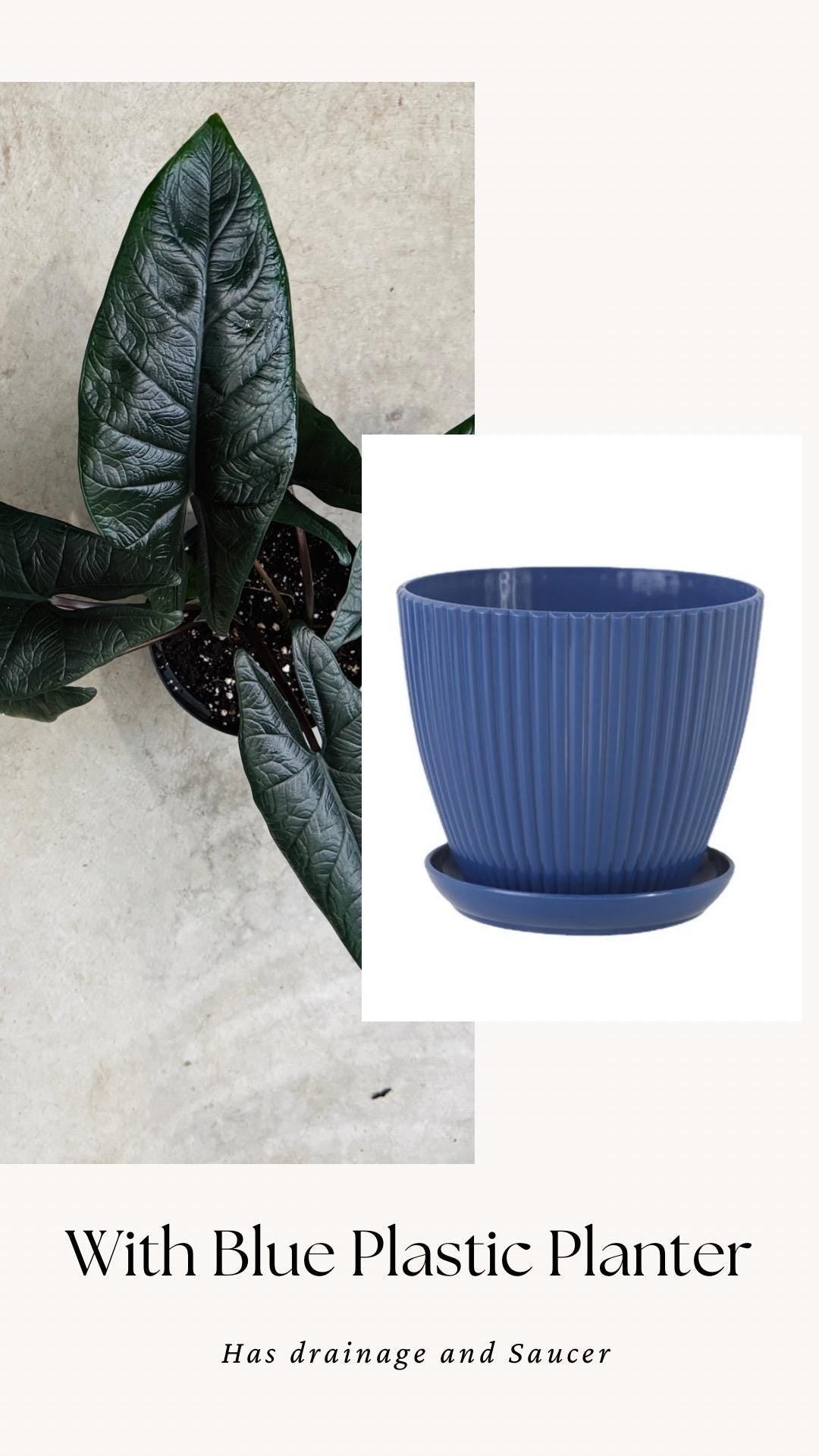 Alocasia Scalprum Plant - 6 inch Pot - optional deocrative pot