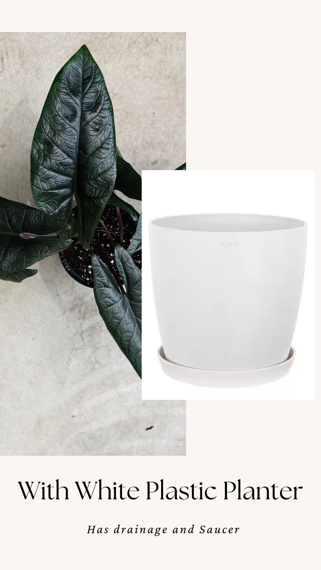 Alocasia Scalprum Plant - 6 inch Pot - optional deocrative pot