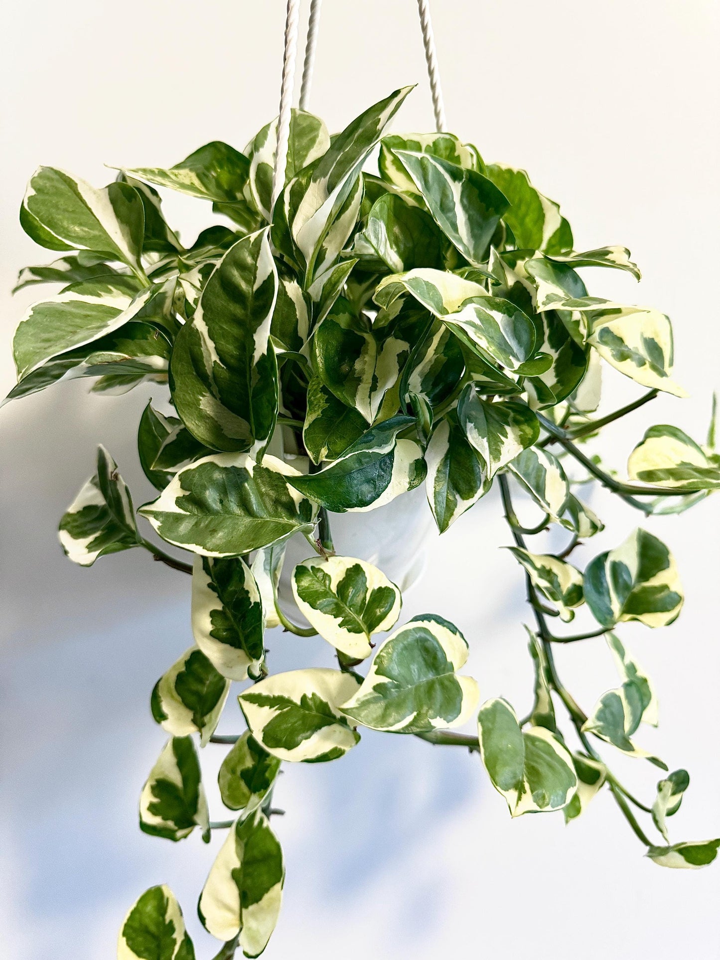 N'Joy Pothos Pearls and Jade Plant - Epipremnum Aureum - 6ā Hanging Pot