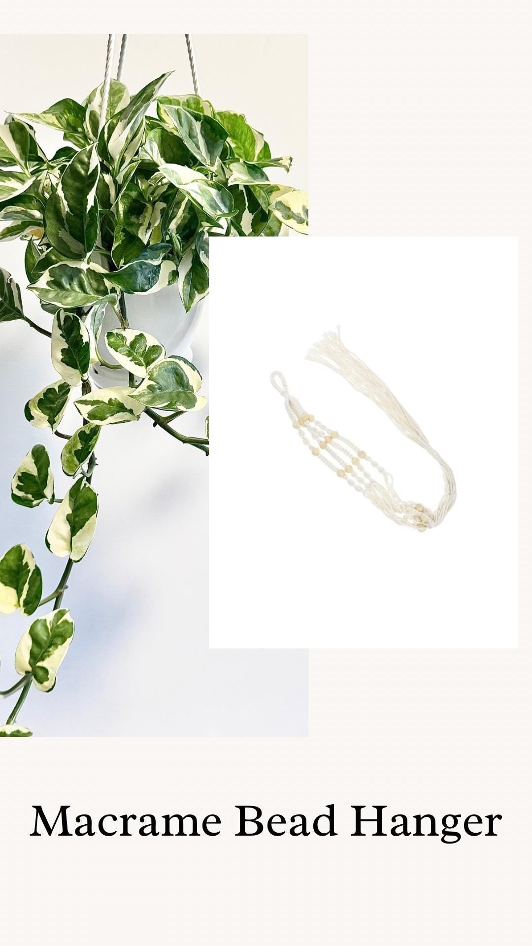 N'Joy Pothos Pearls and Jade Plant - Epipremnum Aureum - 6ā Hanging Pot