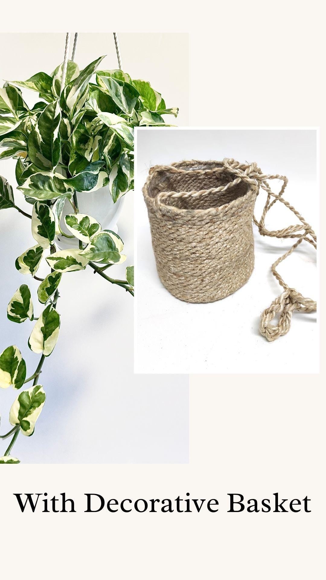 N'Joy Pothos Pearls and Jade Plant - Epipremnum Aureum - 6ā Hanging Pot