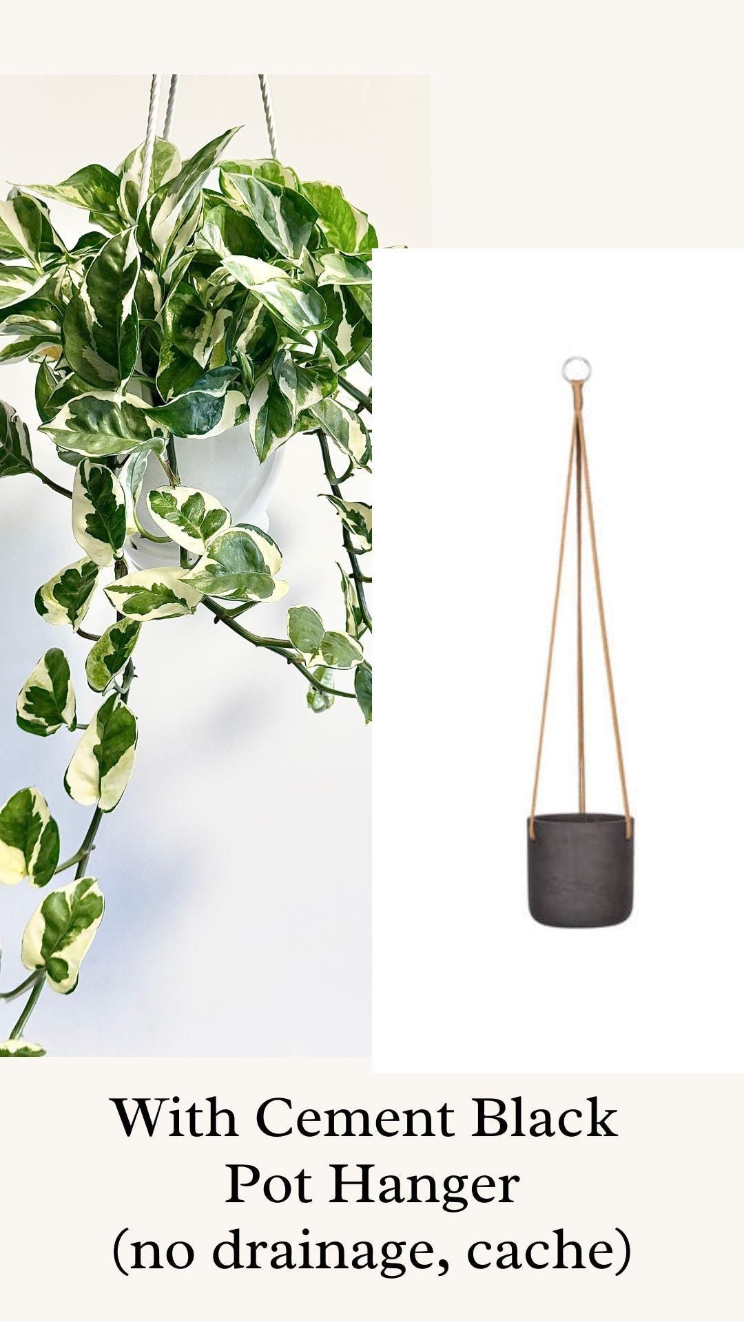 N'Joy Pothos Plant - Epipremnum Aureum - 4.5 Hanging Pot
