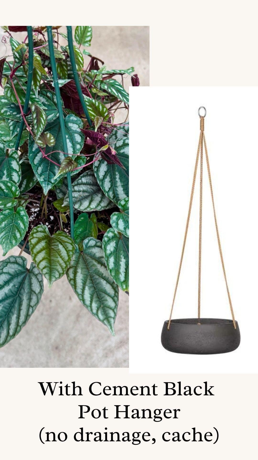 Cissus discolor - Rex Begonia Vino Plant - 6" Hanging Basket