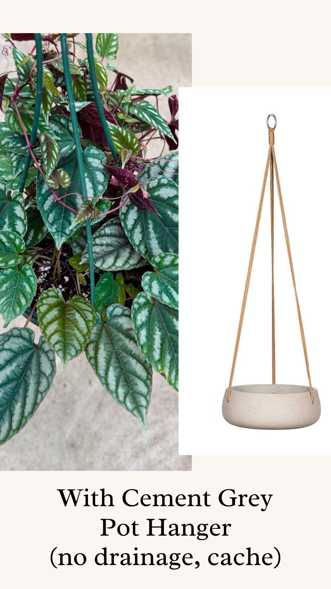 Cissus discolor - Rex Begonia Vino Plant - 6" Hanging Basket