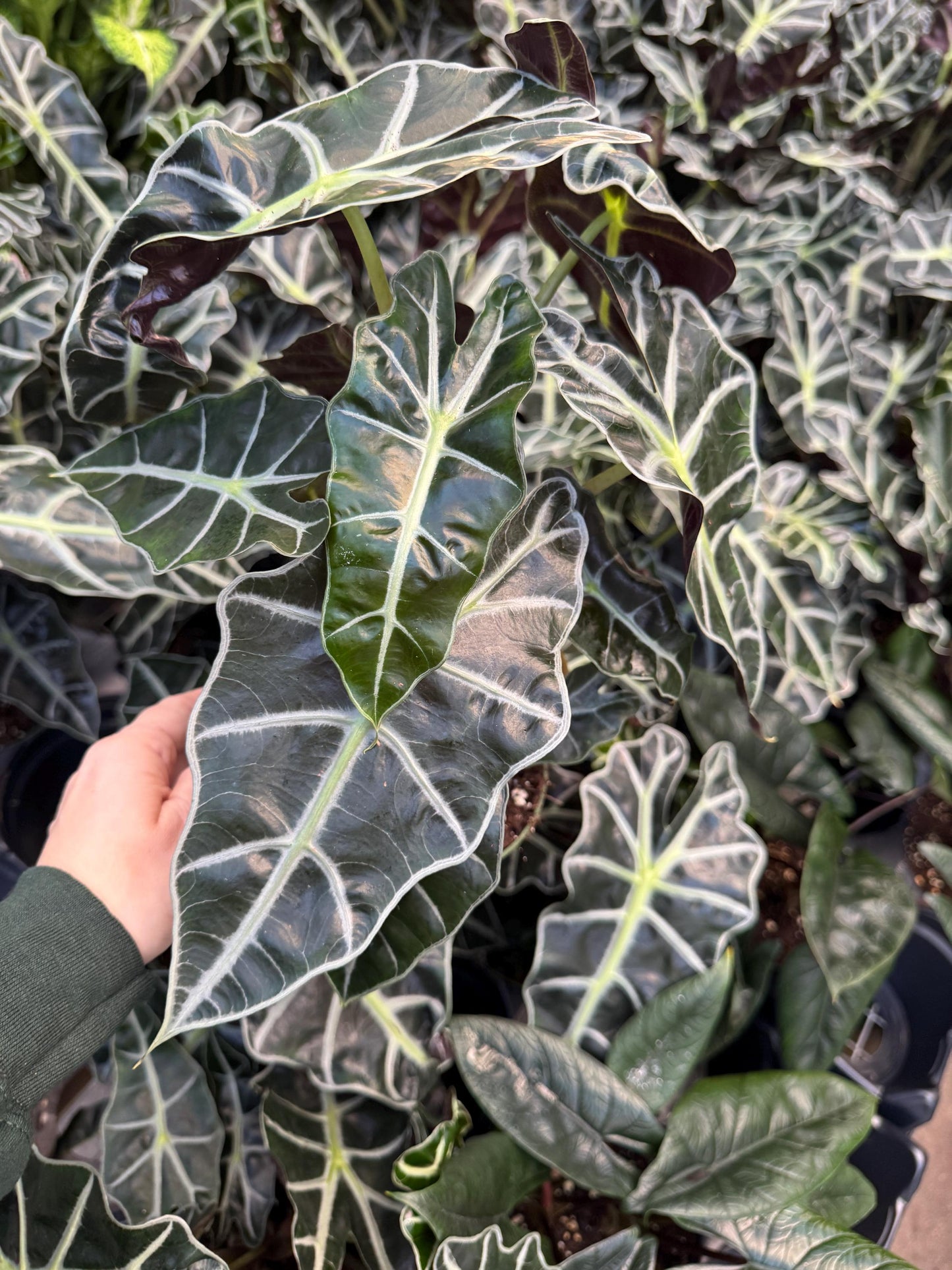 Alocasia Polly Plant - 6 inch Pot - optional deocrative pot
