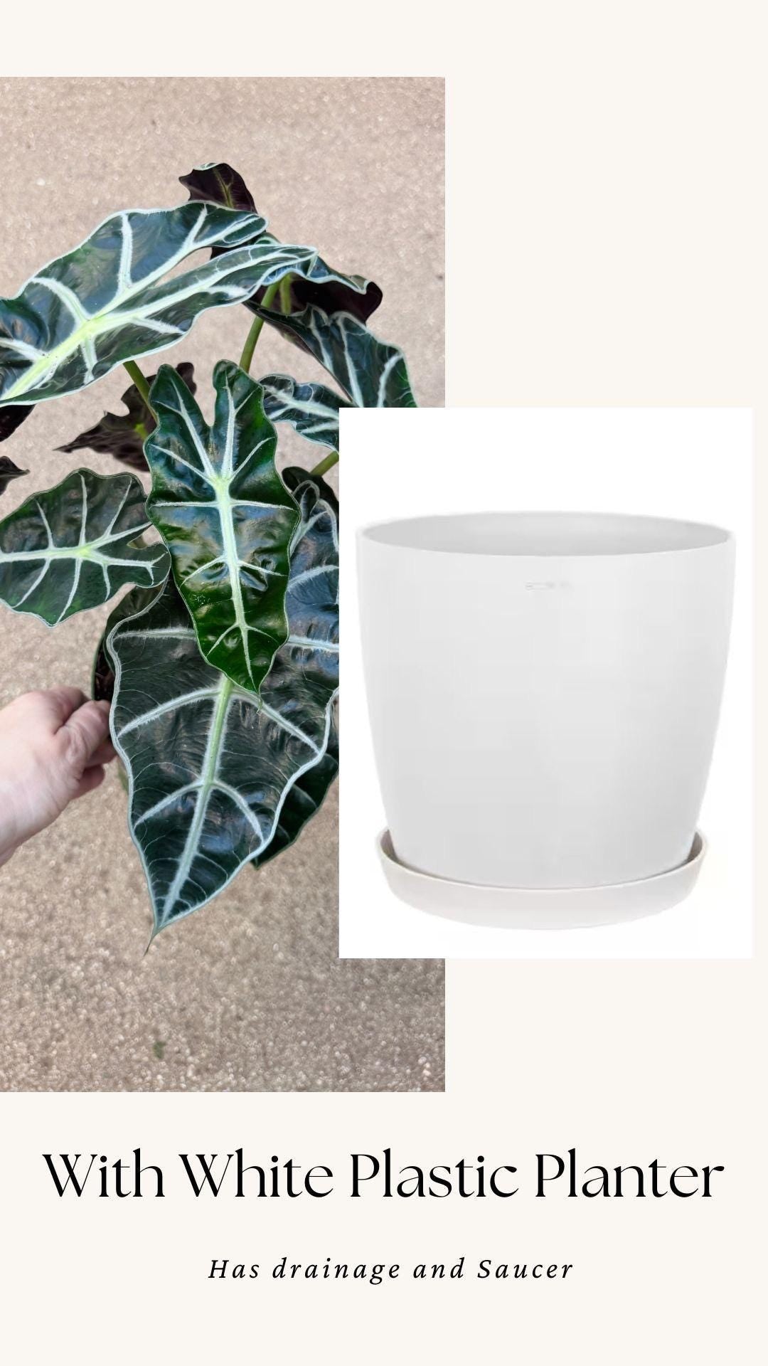 Alocasia Polly Plant - 6 inch Pot - optional deocrative pot