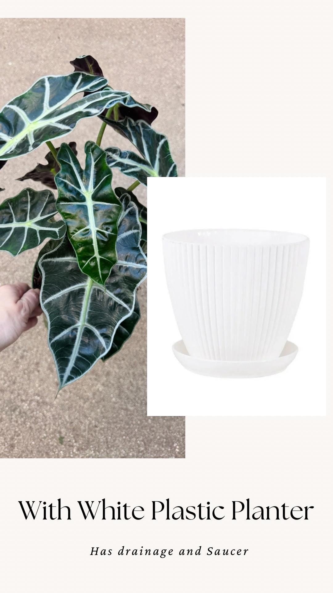 Alocasia Polly Plant - 6 inch Pot - optional deocrative pot