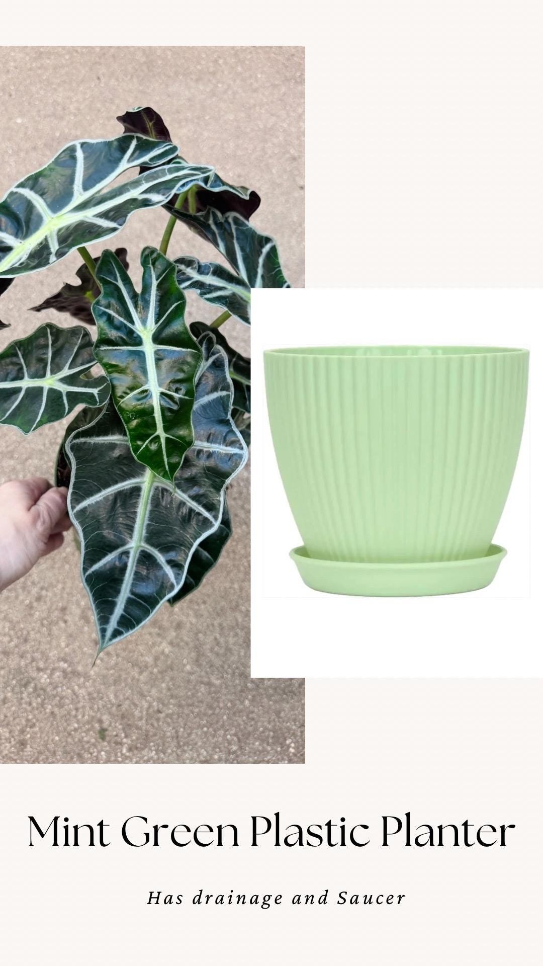 Alocasia Polly Plant - 6 inch Pot - optional deocrative pot