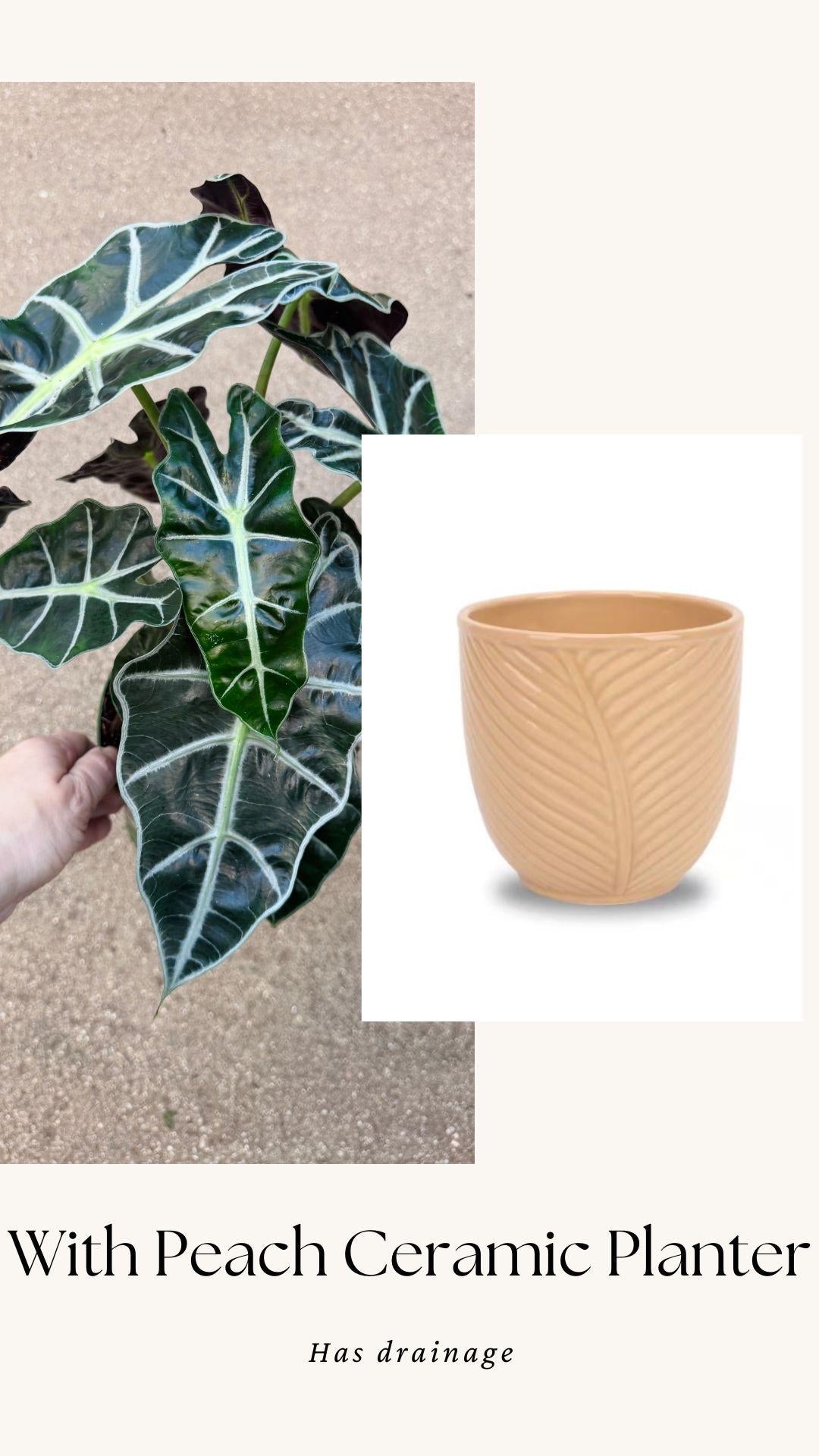 Alocasia Polly Plant - 6 inch Pot - optional deocrative pot