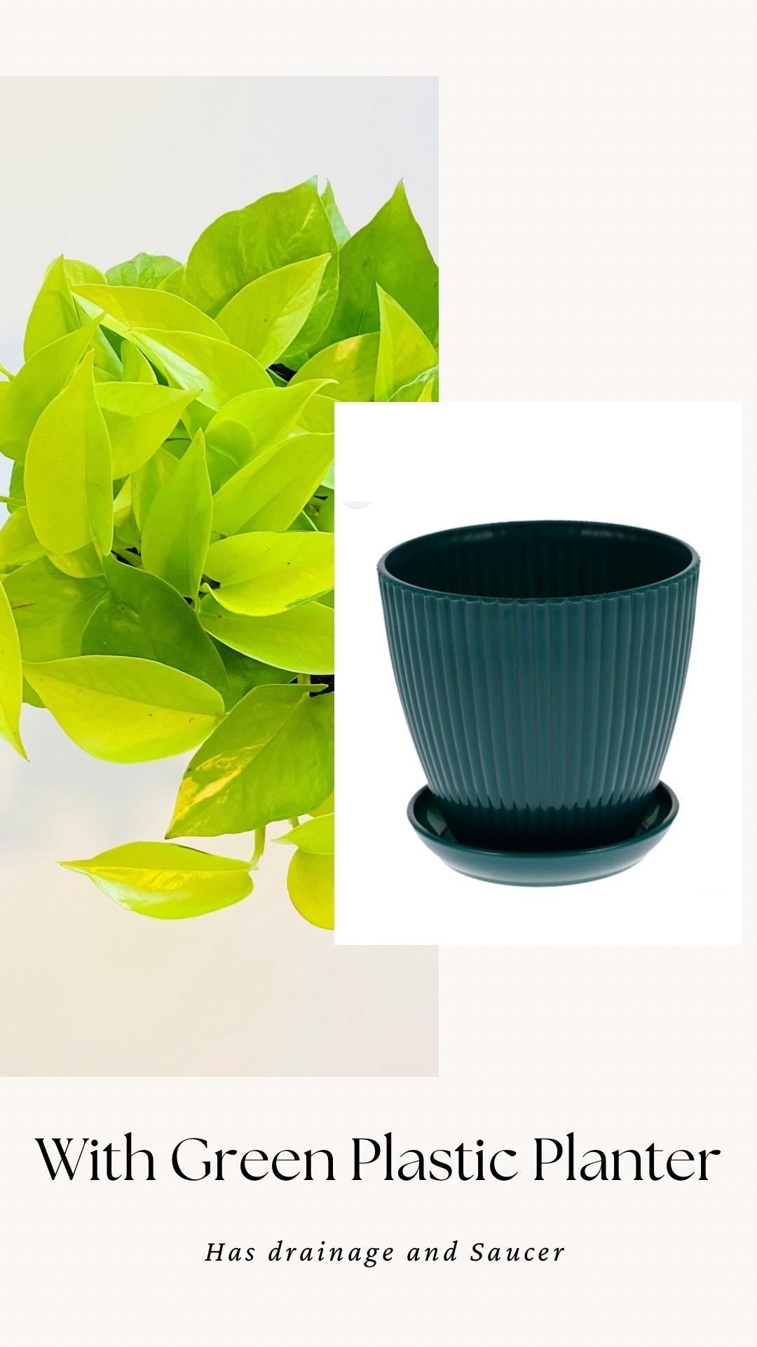 Neon Pothos Live Plant - Epipremnum Pinnatum - 4 inch | 6 inch Nursery Pot