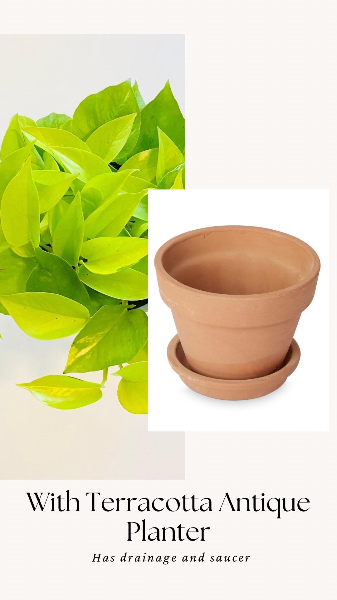 Neon Pothos Live Plant - Epipremnum Pinnatum - 4 inch | 6 inch Nursery Pot