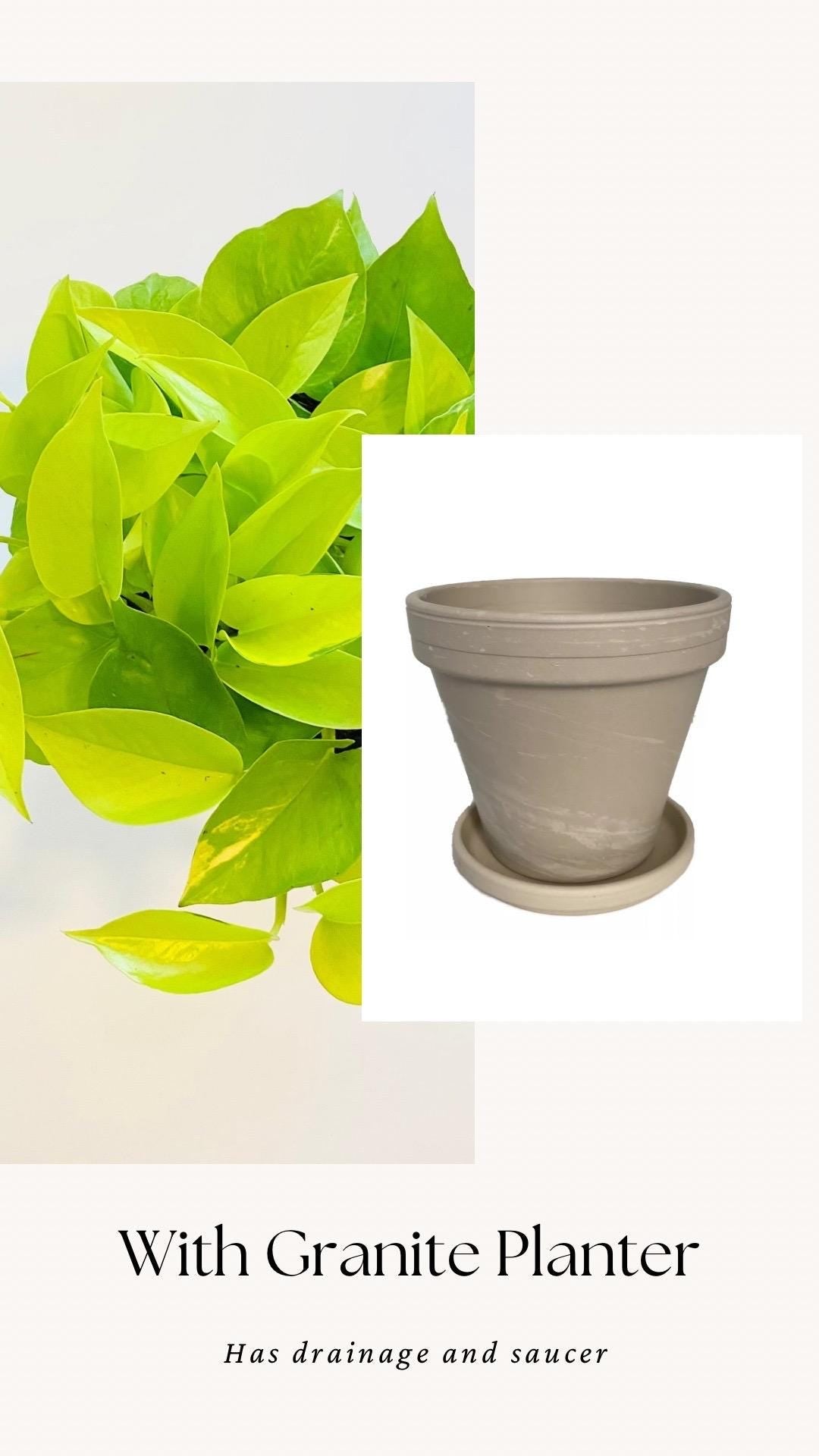 Neon Pothos Live Plant - Epipremnum Pinnatum - 4 inch | 6 inch Nursery Pot