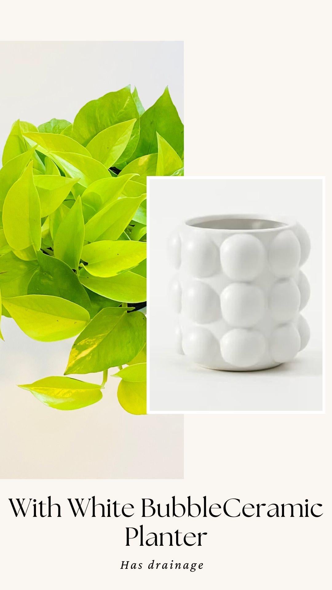 Neon Pothos Live Plant - Epipremnum Pinnatum - 4 inch | 6 inch Nursery Pot