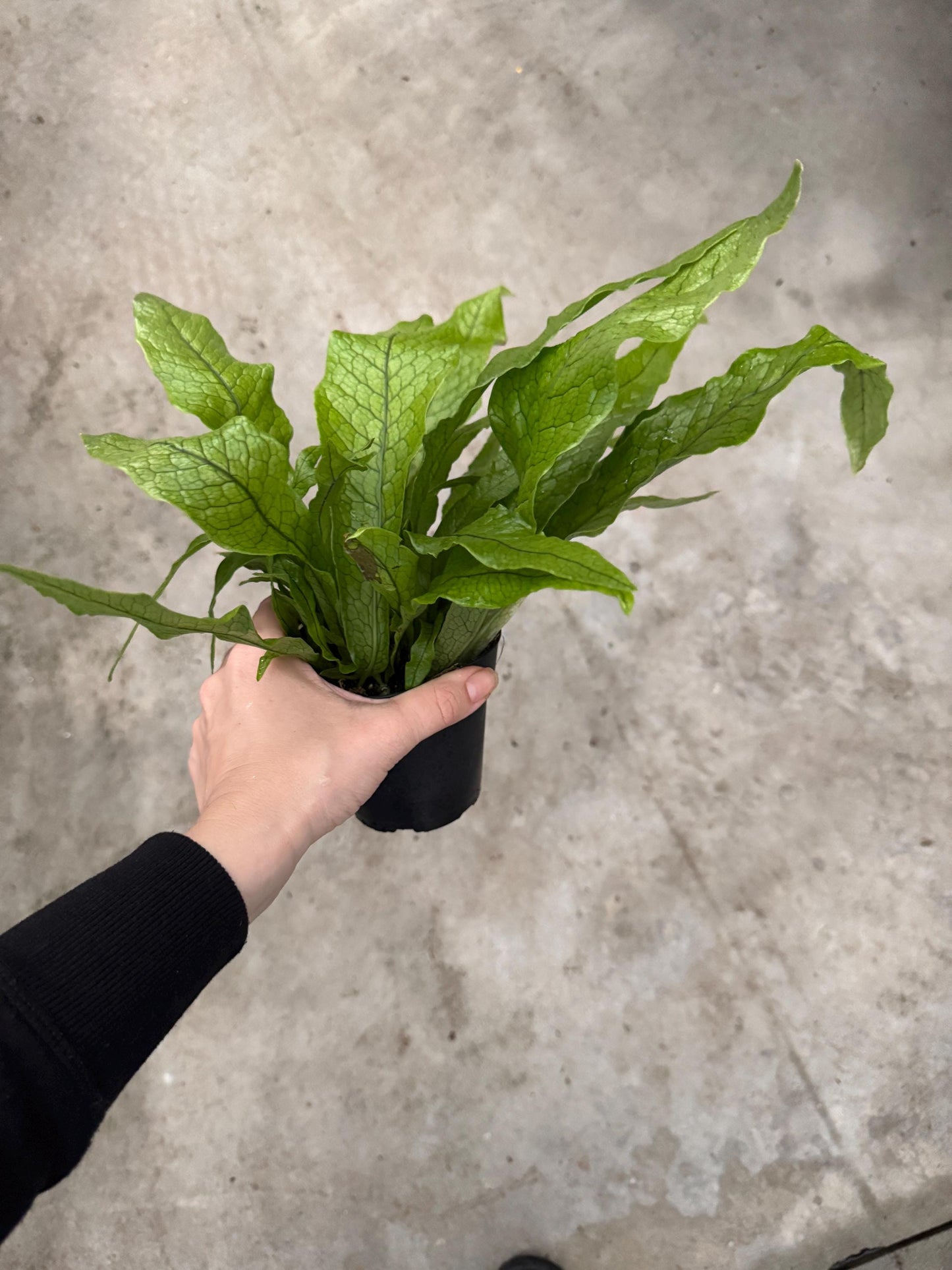 Blue Star Fern Plant - 4 inch Pot - Live Plant - optional decorative pot