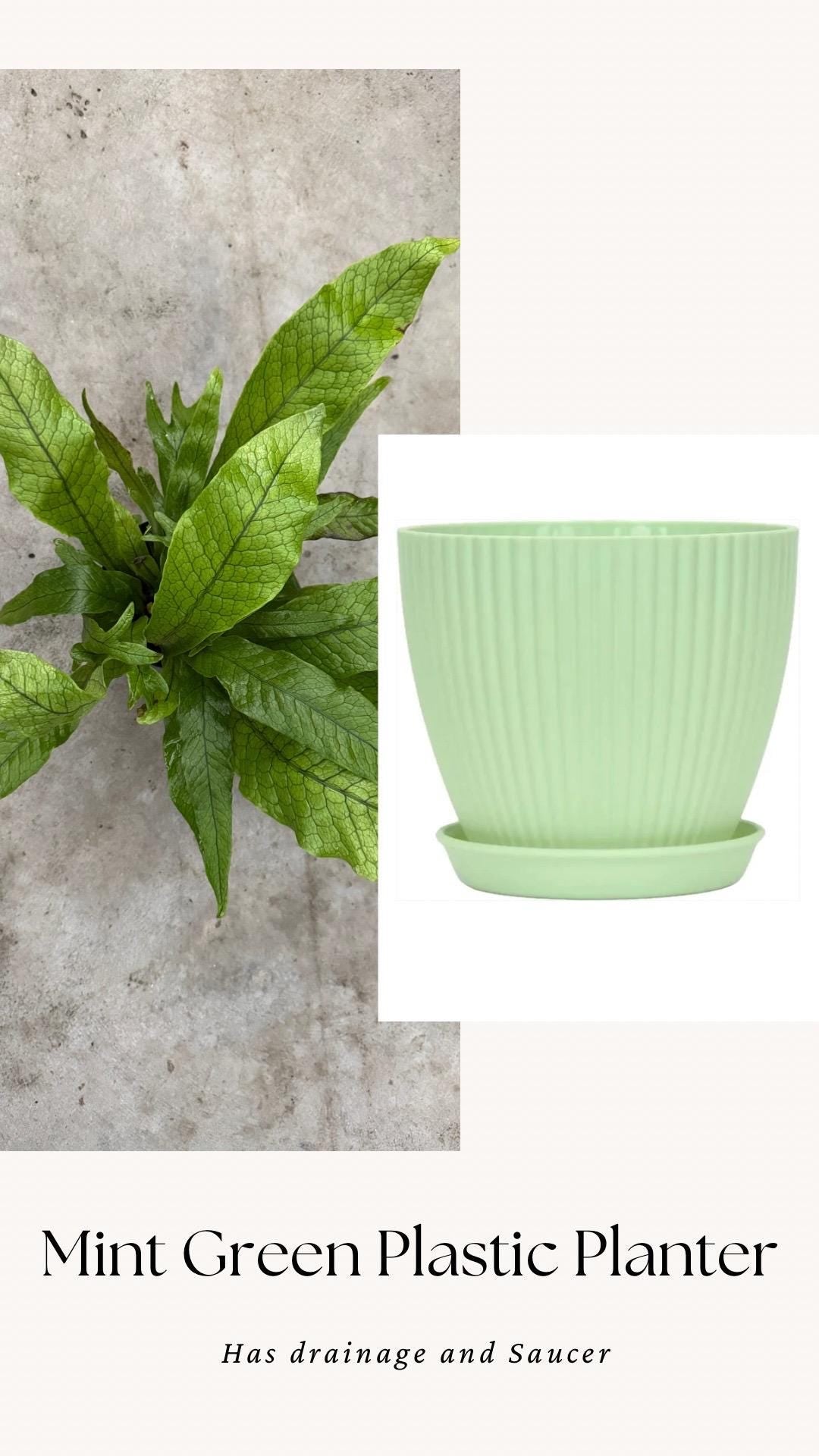 Blue Star Fern Plant - 4 inch Pot - Live Plant - optional decorative pot