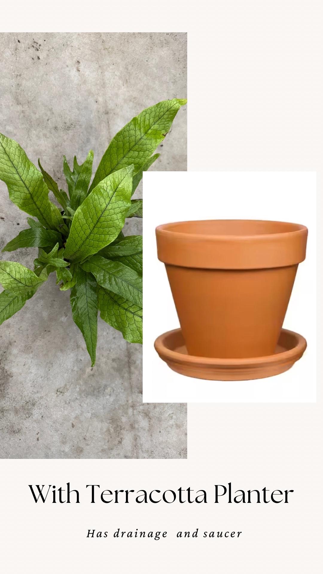 Blue Star Fern Plant - 4 inch Pot - Live Plant - optional decorative pot