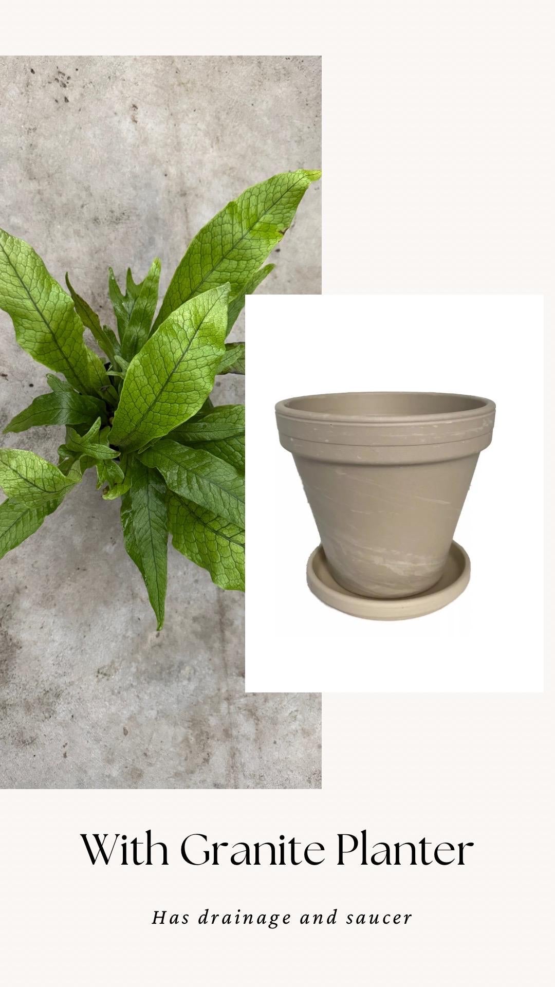 Blue Star Fern Plant - 4 inch Pot - Live Plant - optional decorative pot