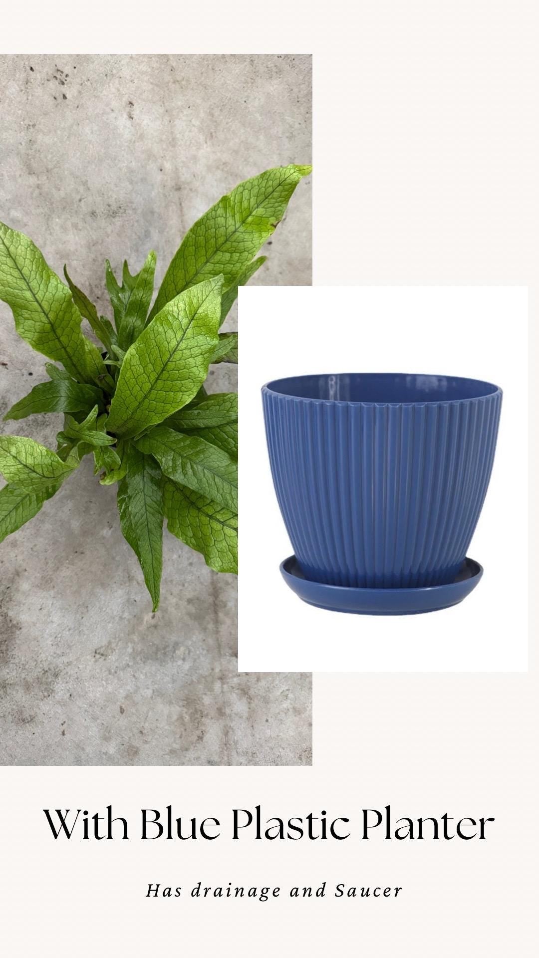 Blue Star Fern Plant - 4 inch Pot - Live Plant - optional decorative pot