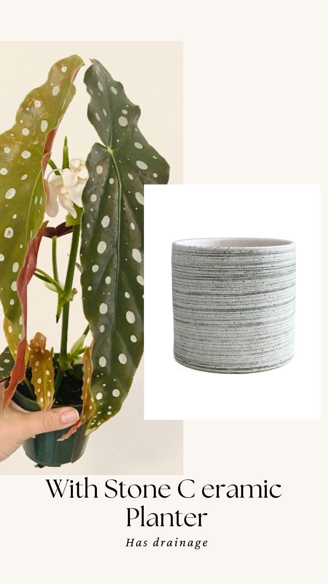 Begonia Maculata Polka Dot Plant - 4β Pot - optional decorative pot