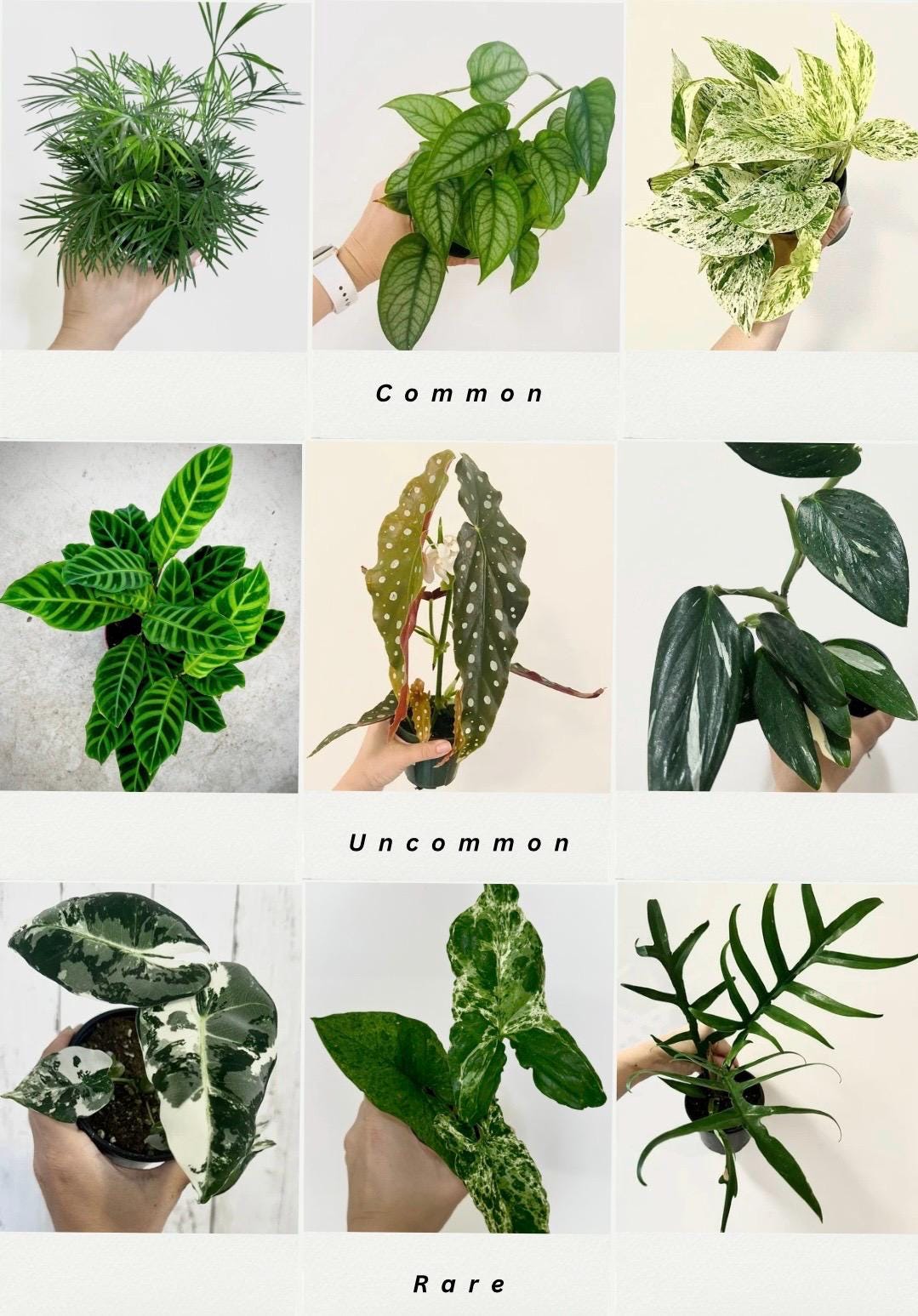Houseplant Mystery Bundle Box