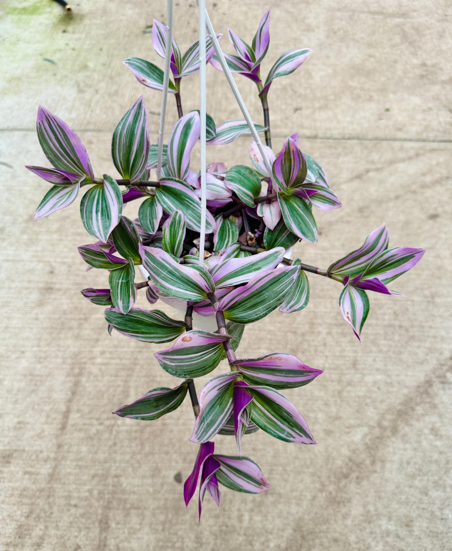 Tradescantia Bubblegum Nanouk Plant - 6 inch Hanging Pot