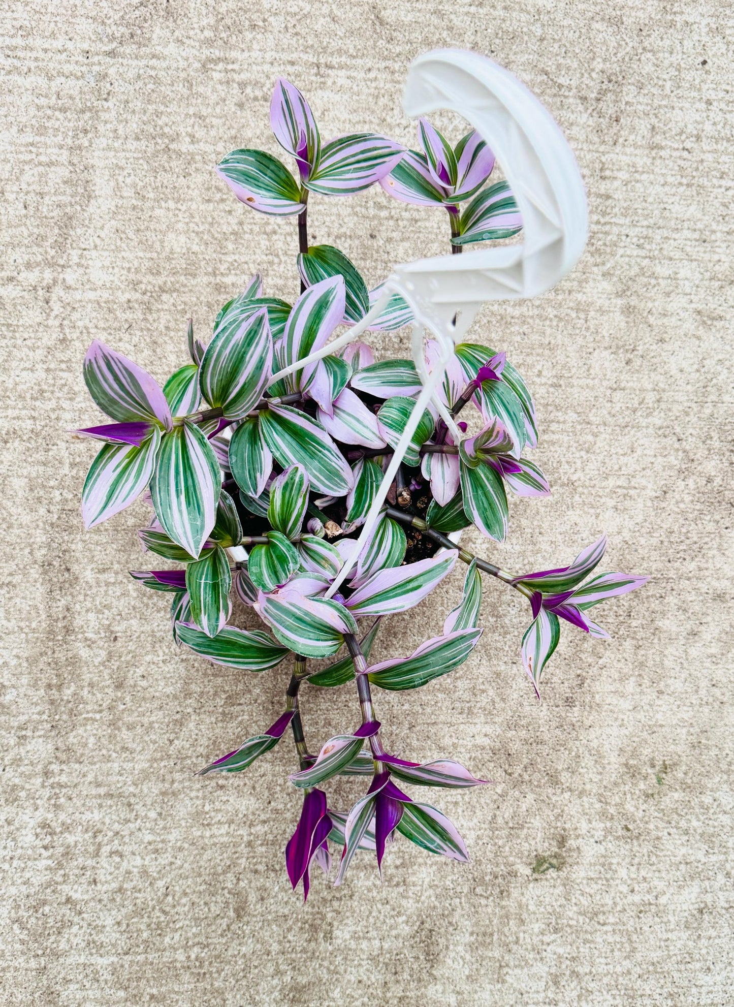 Tradescantia Bubblegum Nanouk Plant - 6 inch Hanging Pot