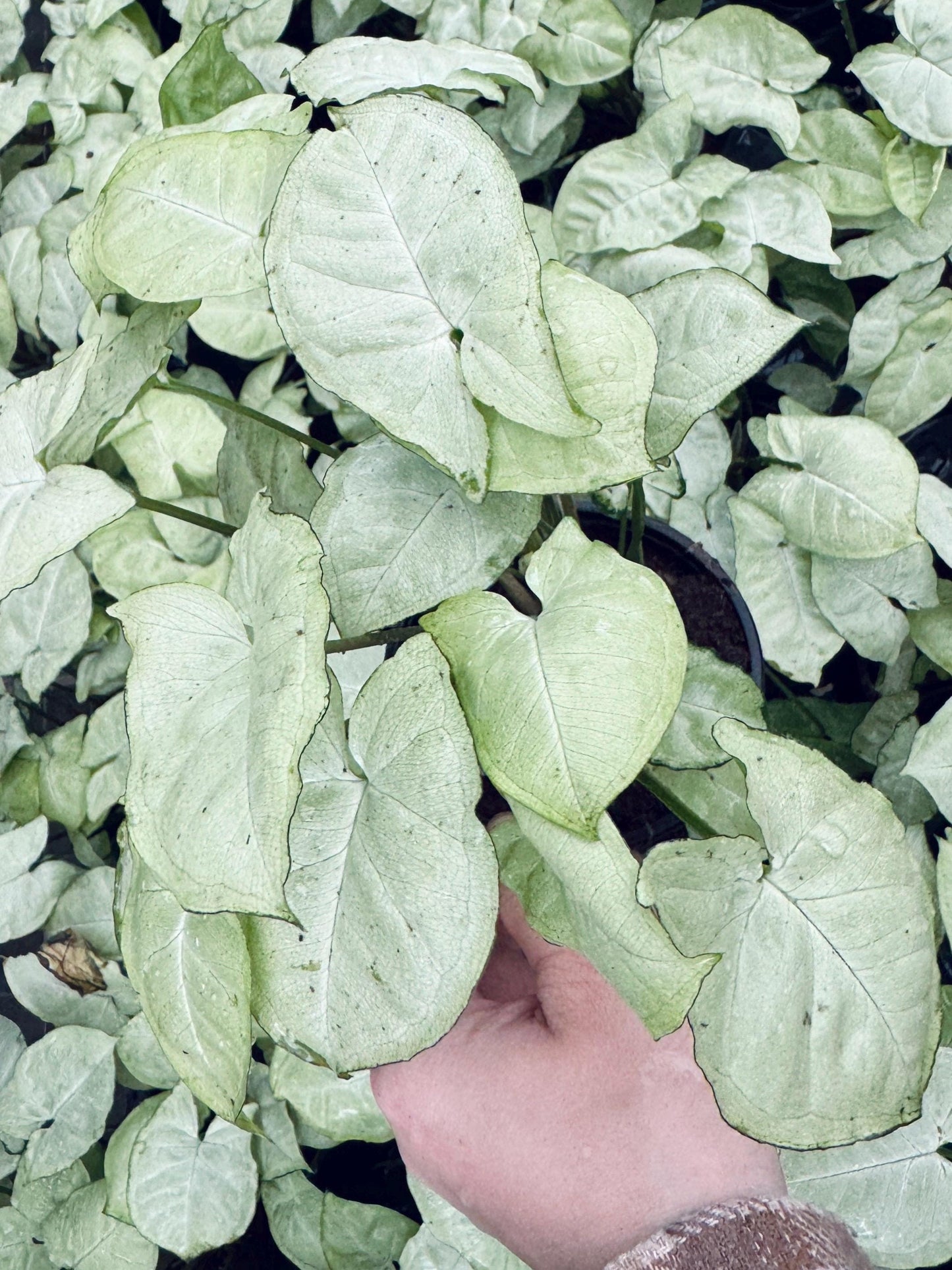 Syngonium Podophyllum White Butterfly 4 inch Pot - Houseplant | Live Plant
