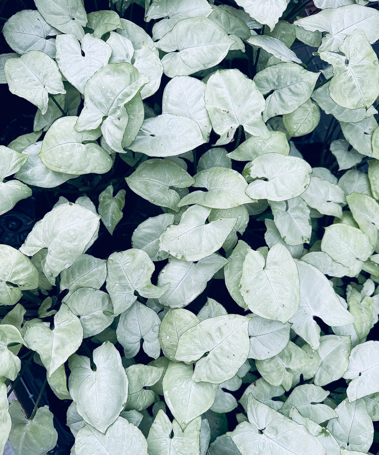 Syngonium Podophyllum White Butterfly 4 inch Pot - Houseplant | Live Plant