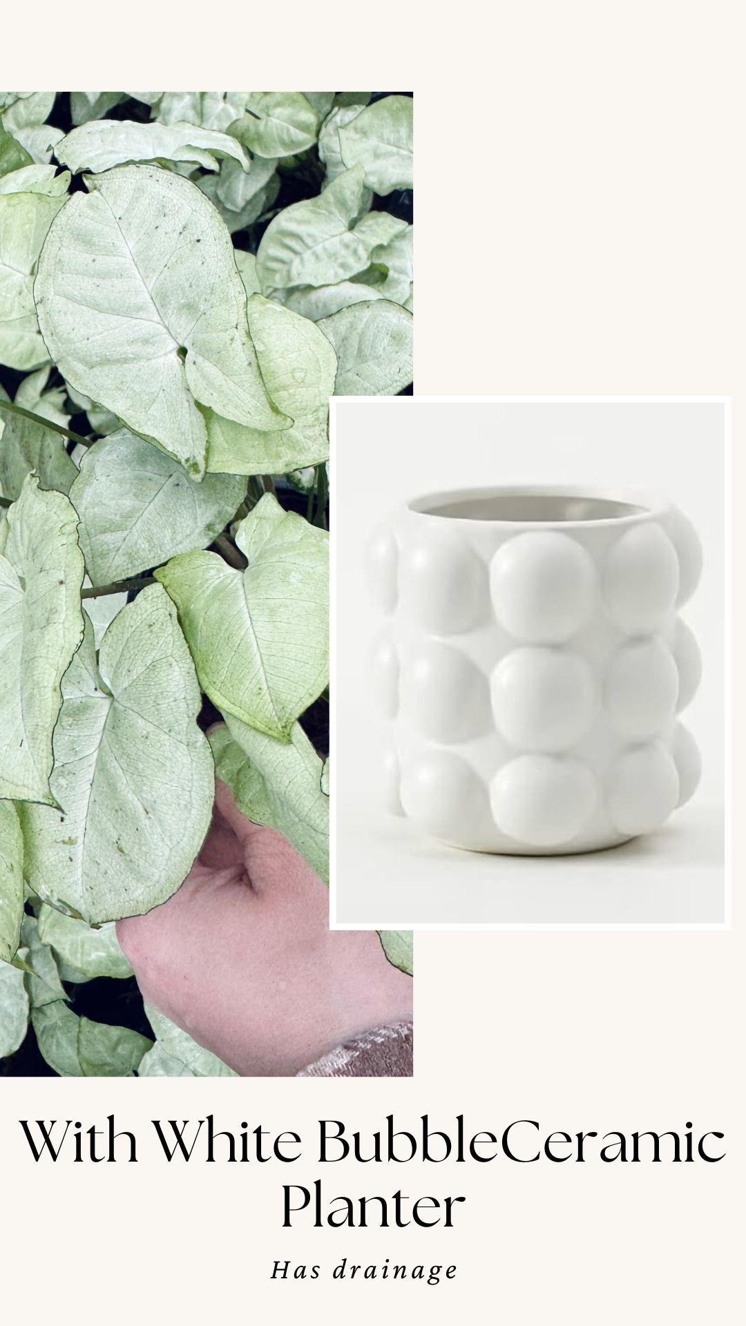Syngonium Podophyllum White Butterfly 4 inch Pot - Houseplant | Live Plant
