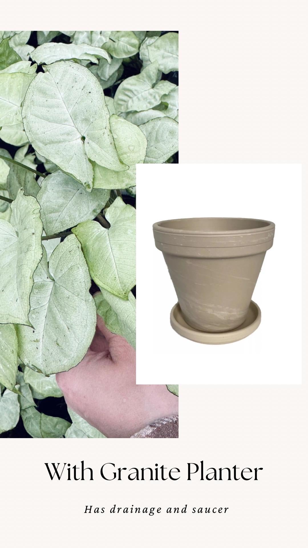 Syngonium Podophyllum White Butterfly 4 inch Pot - Houseplant | Live Plant