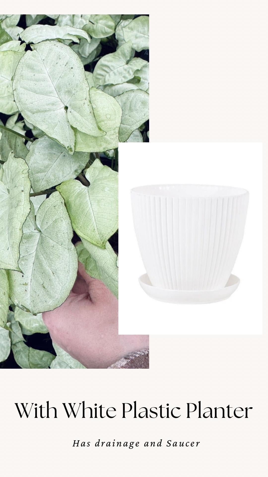 Syngonium Podophyllum White Butterfly 4 inch Pot - Houseplant | Live Plant