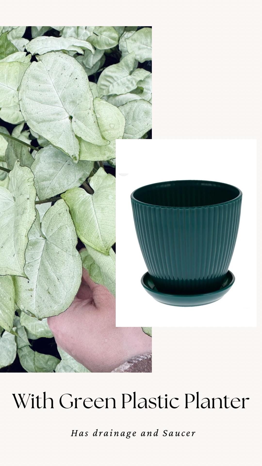 Syngonium Podophyllum White Butterfly 4 inch Pot - Houseplant | Live Plant