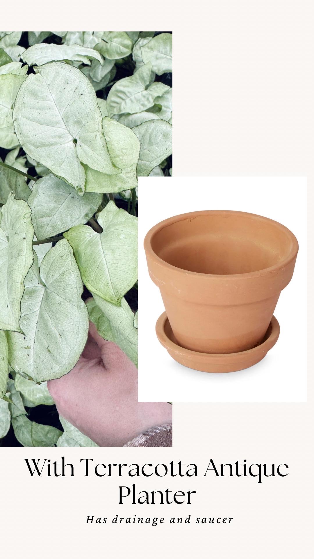 Syngonium Podophyllum White Butterfly 4 inch Pot - Houseplant | Live Plant