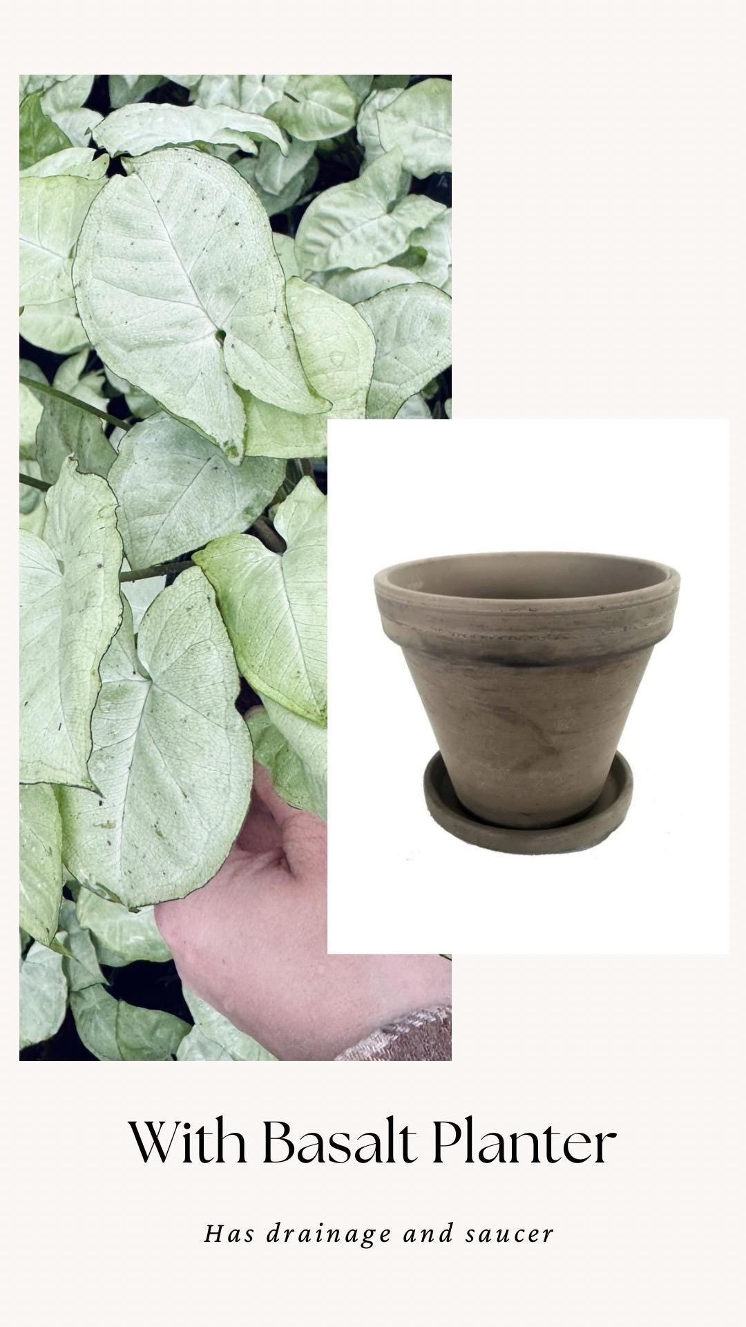 Syngonium Podophyllum White Butterfly 4 inch Pot - Houseplant | Live Plant