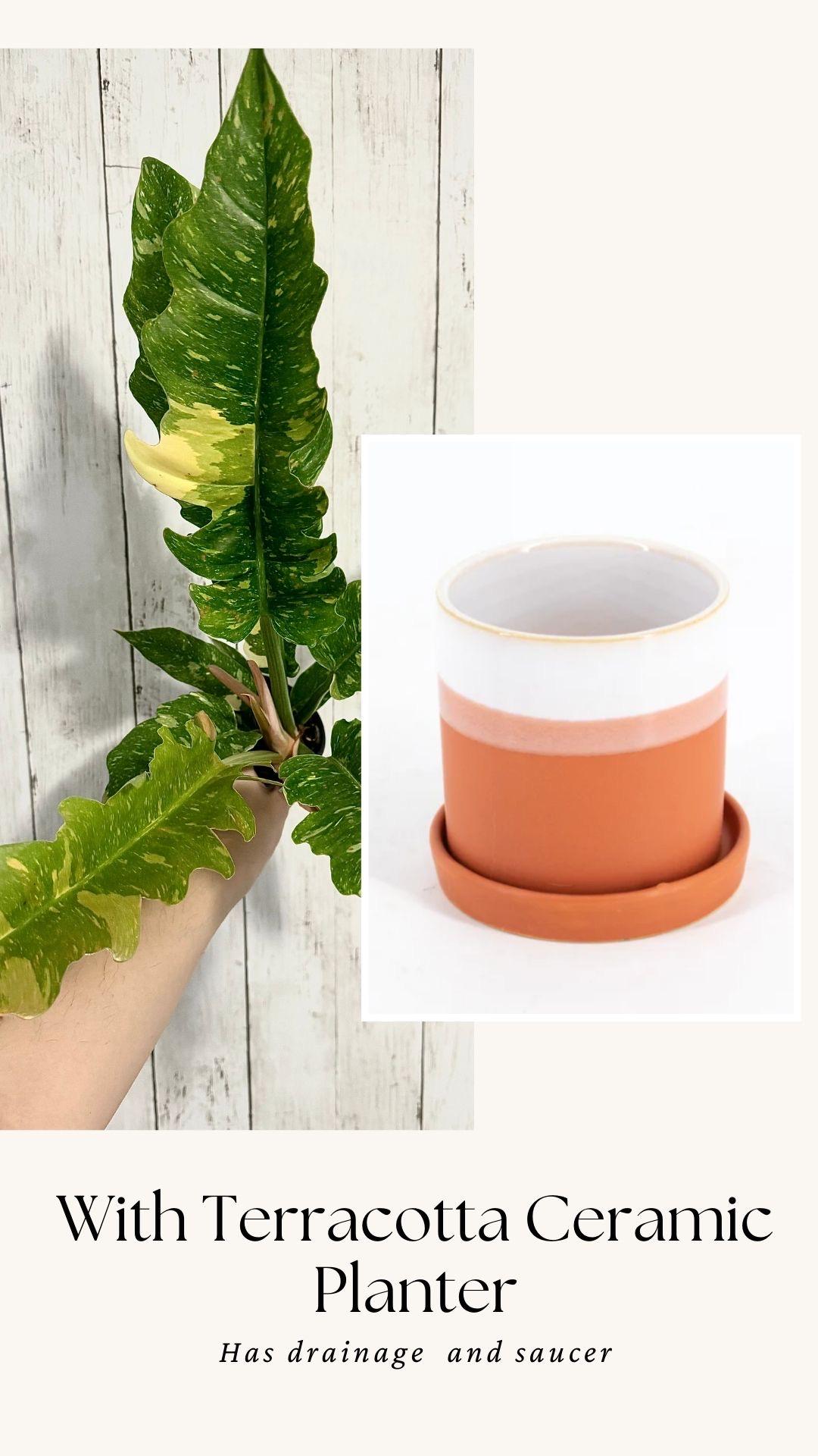 Philodendron Ring of Fire - Live Plant - 4" Nursery Pot