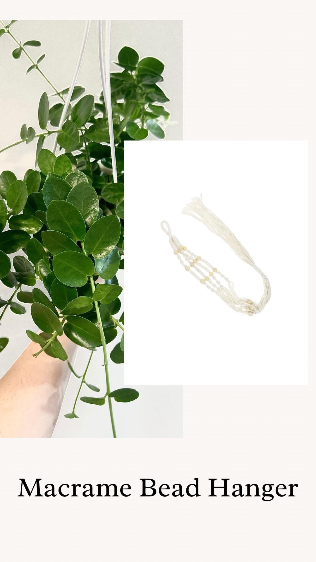 Hoya Cumingiana Plant - 4.5β Hanging Pot - optional decorative basket