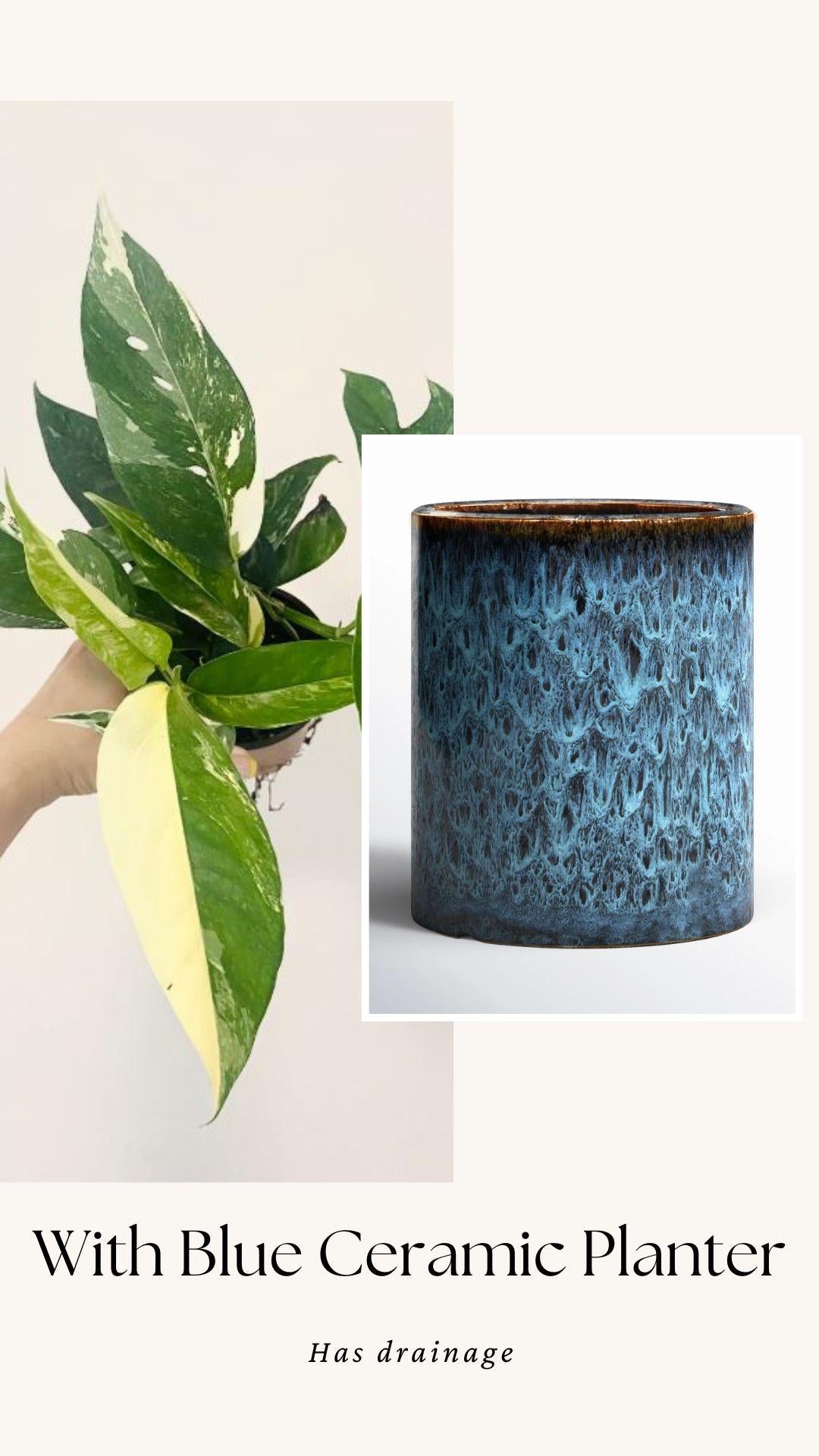 Epipremnum Pinnatum Albo Variegated Plant - Live Plant 4" Pot - optional decorative planter