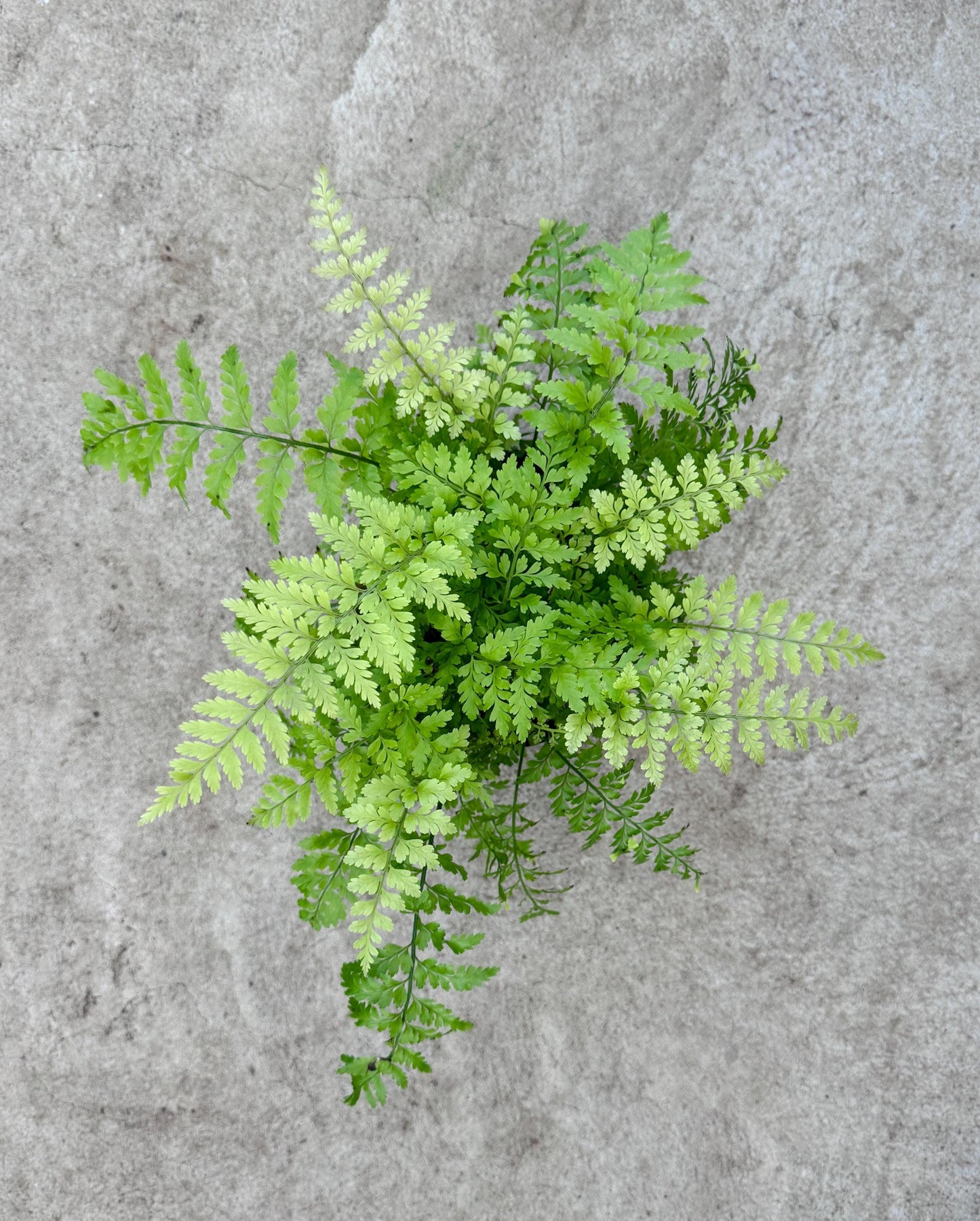 Fern Mother Plant - 6 inch Pot - optional deocrative pot