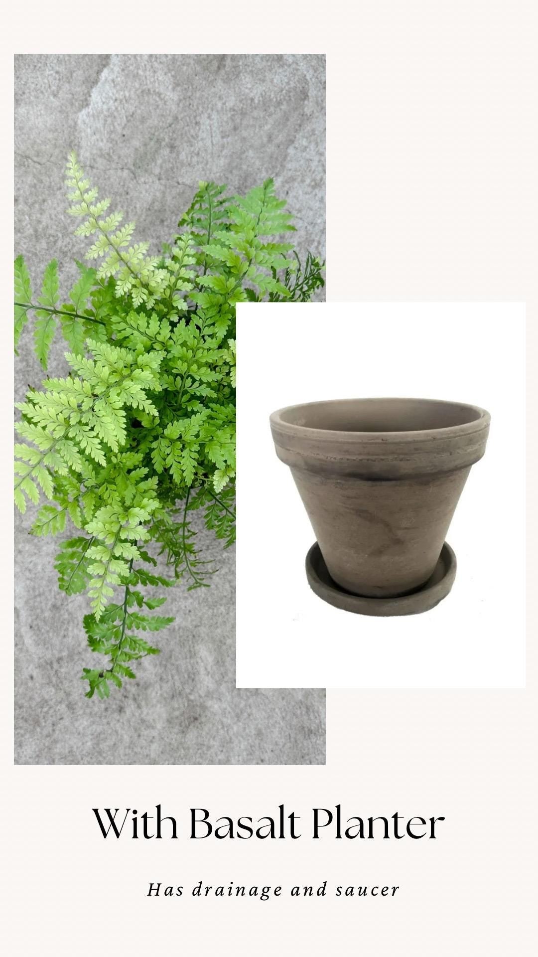 Fern Mother Plant - 6 inch Pot - optional deocrative pot