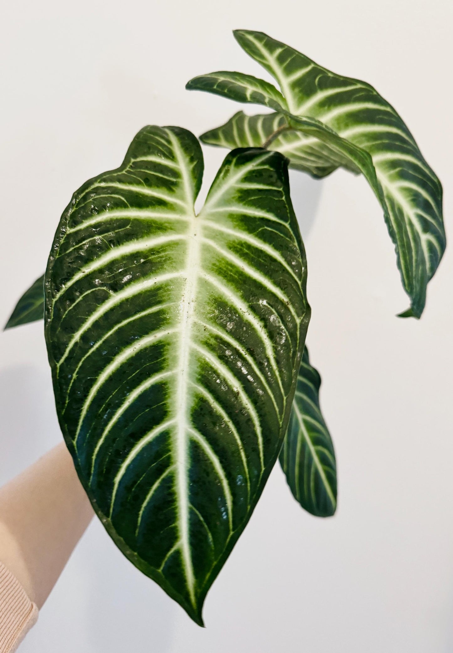 Xanthosoma Lindenii Magnificum in 6β Pot , Caladium Lindenii
