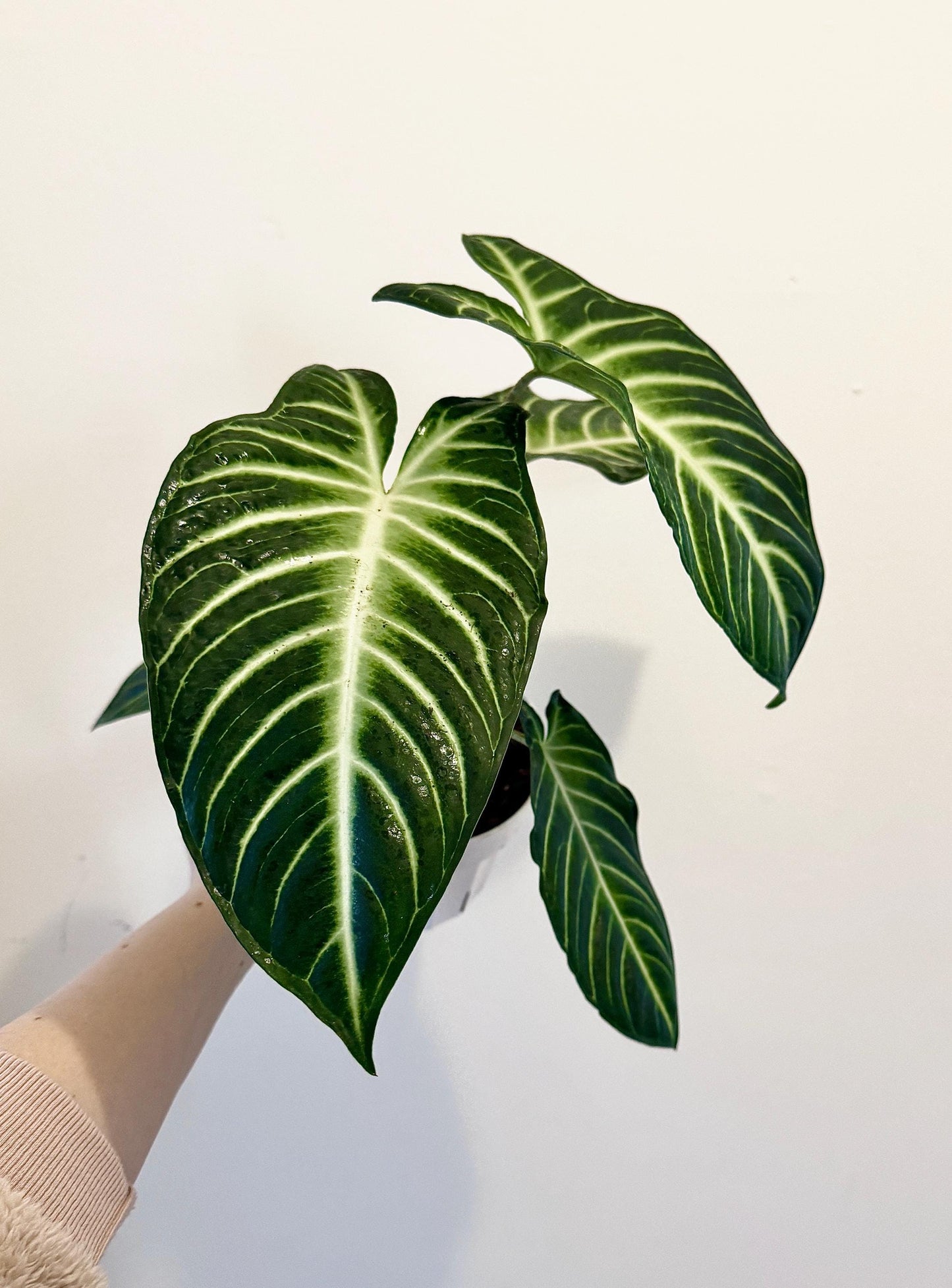 Xanthosoma Lindenii Magnificum in 6β Pot , Caladium Lindenii
