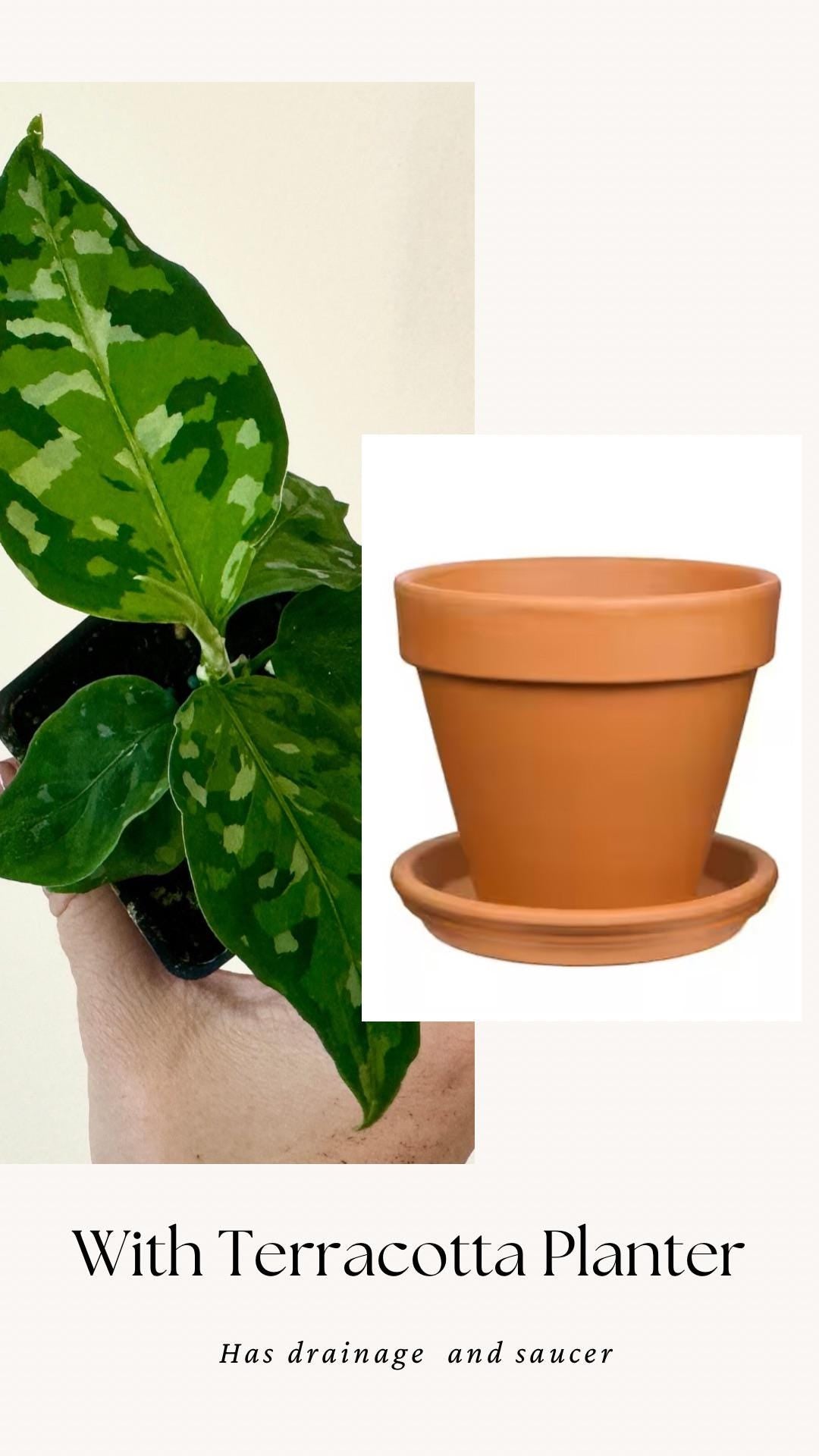 Aglaonema Pictum Tricolor - Live Plant - 2.5 Pot
