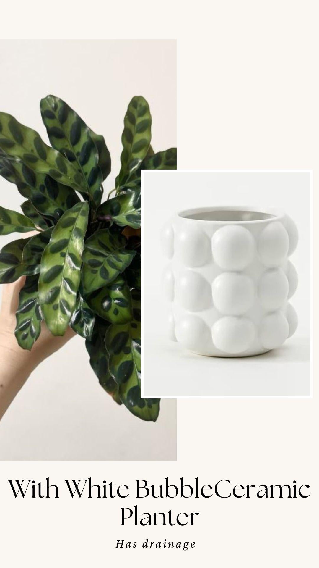 Calathea Lancifolia Rattlesnake Prayer Plant 4" | 6β Pot - Live Indoor Houseplant