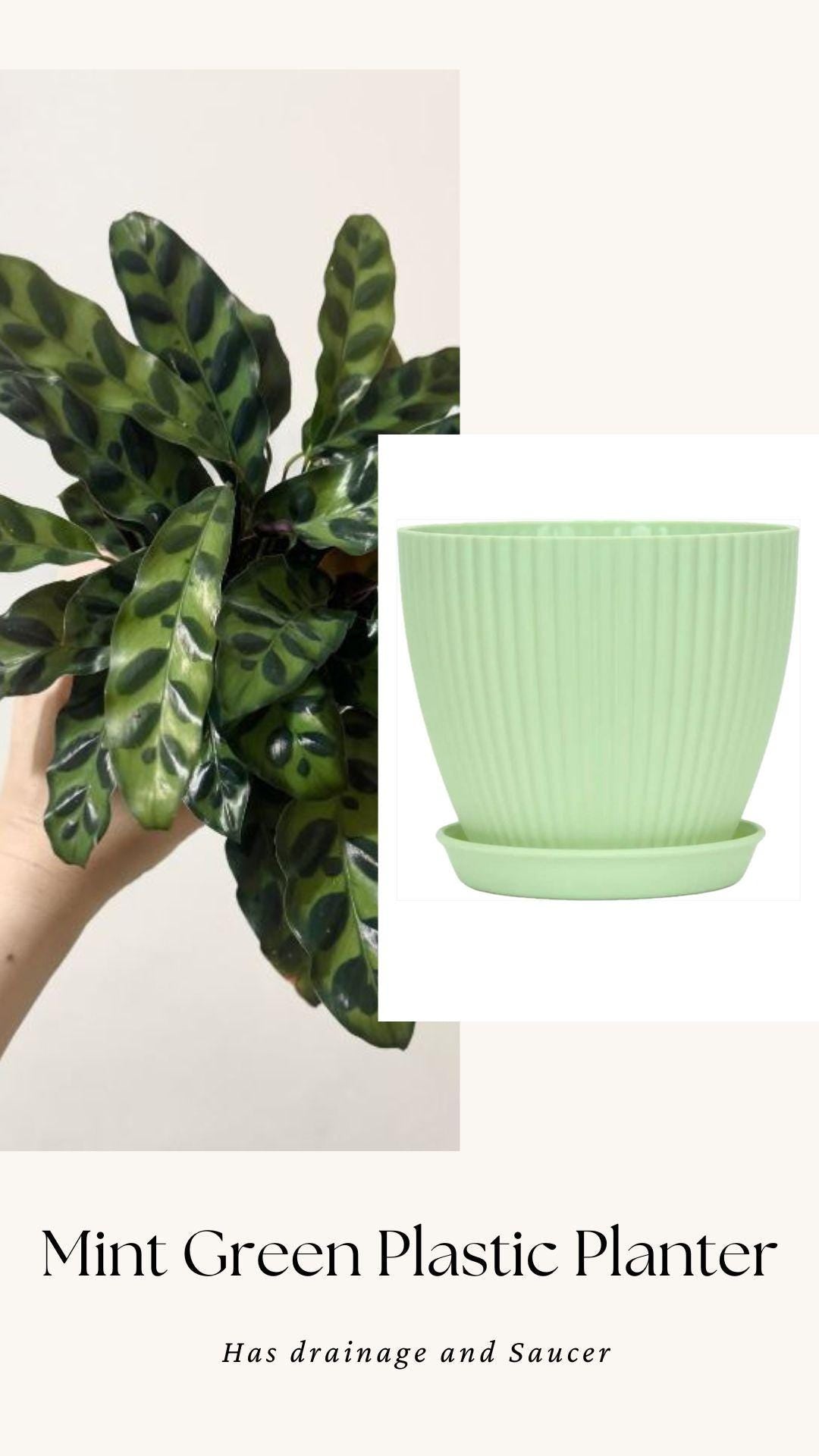 Calathea Lancifolia Rattlesnake Prayer Plant 4" | 6β Pot - Live Indoor Houseplant