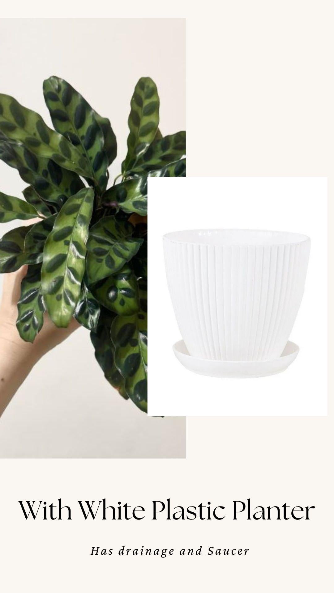 Calathea Lancifolia Rattlesnake Prayer Plant 4" | 6β Pot - Live Indoor Houseplant