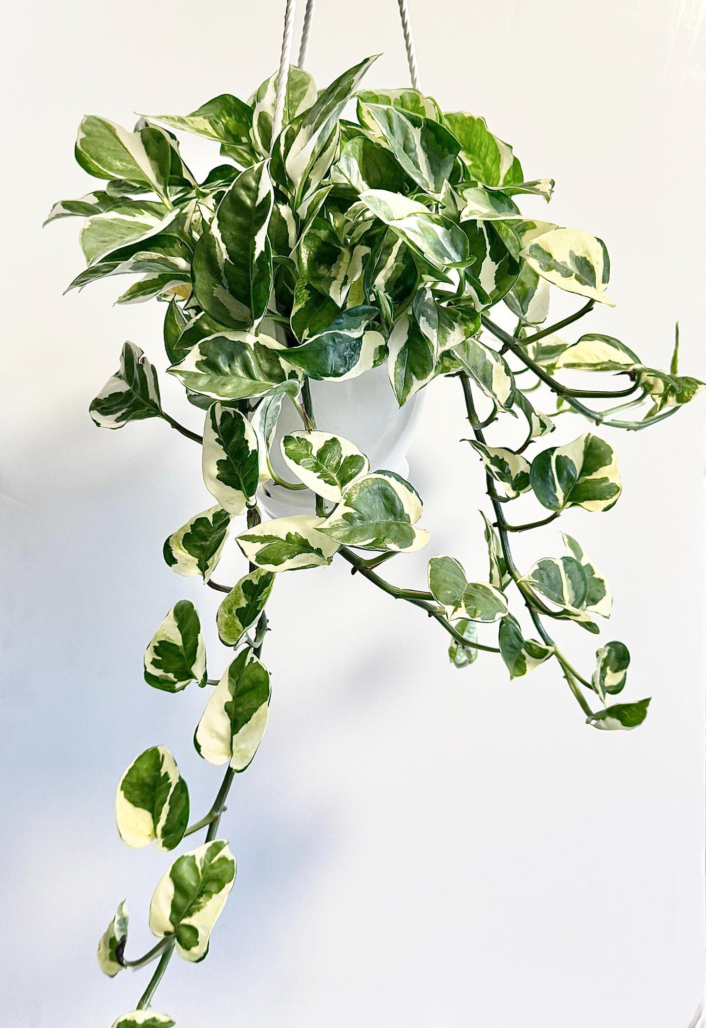 N'Joy Pothos Plant - Epipremnum Aureum - 4.5 Hanging Pot