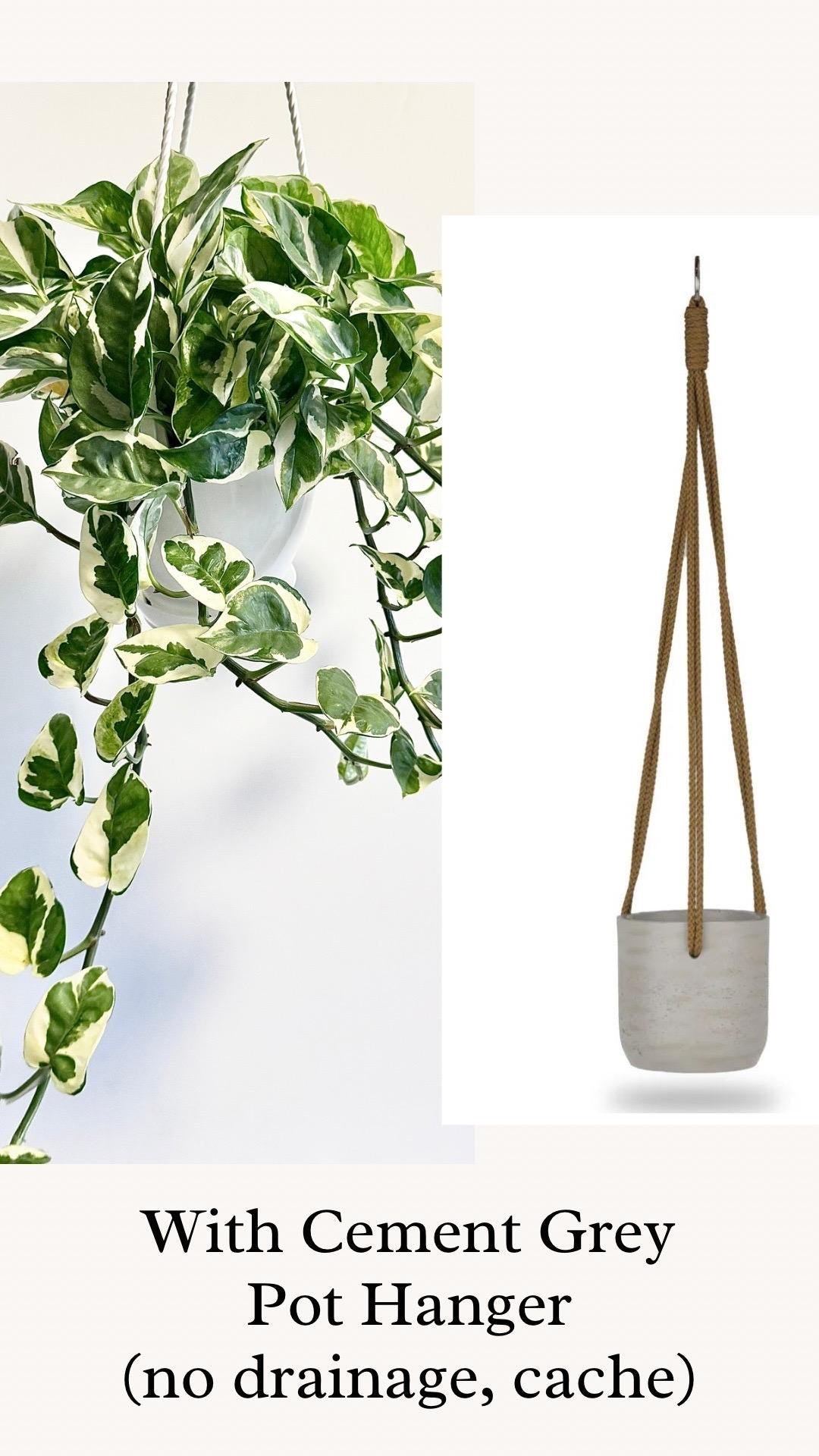 N'Joy Pothos Plant - Epipremnum Aureum - 4.5 Hanging Pot
