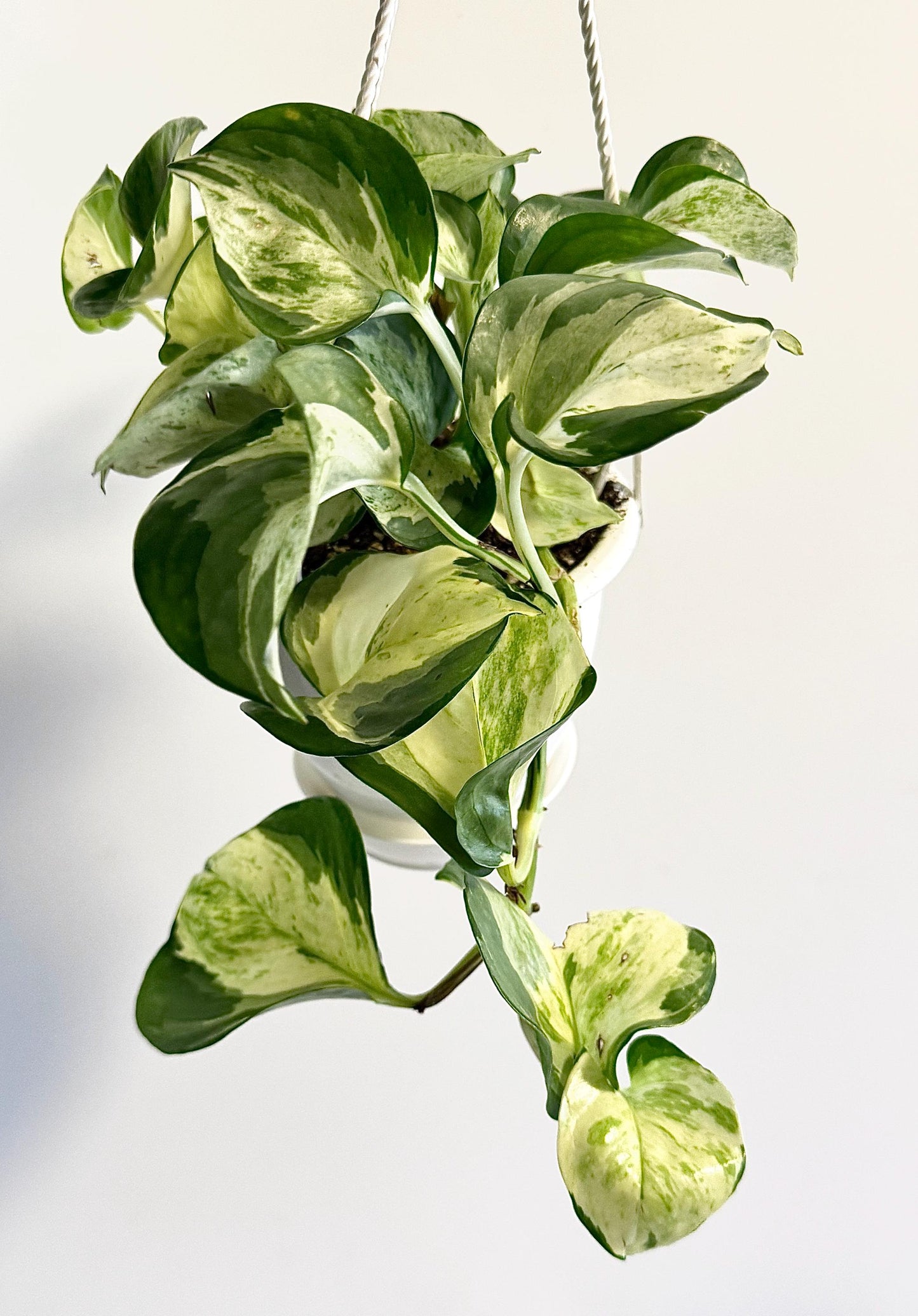 Manjula Pothos - 4.5 inch Hanging Basket