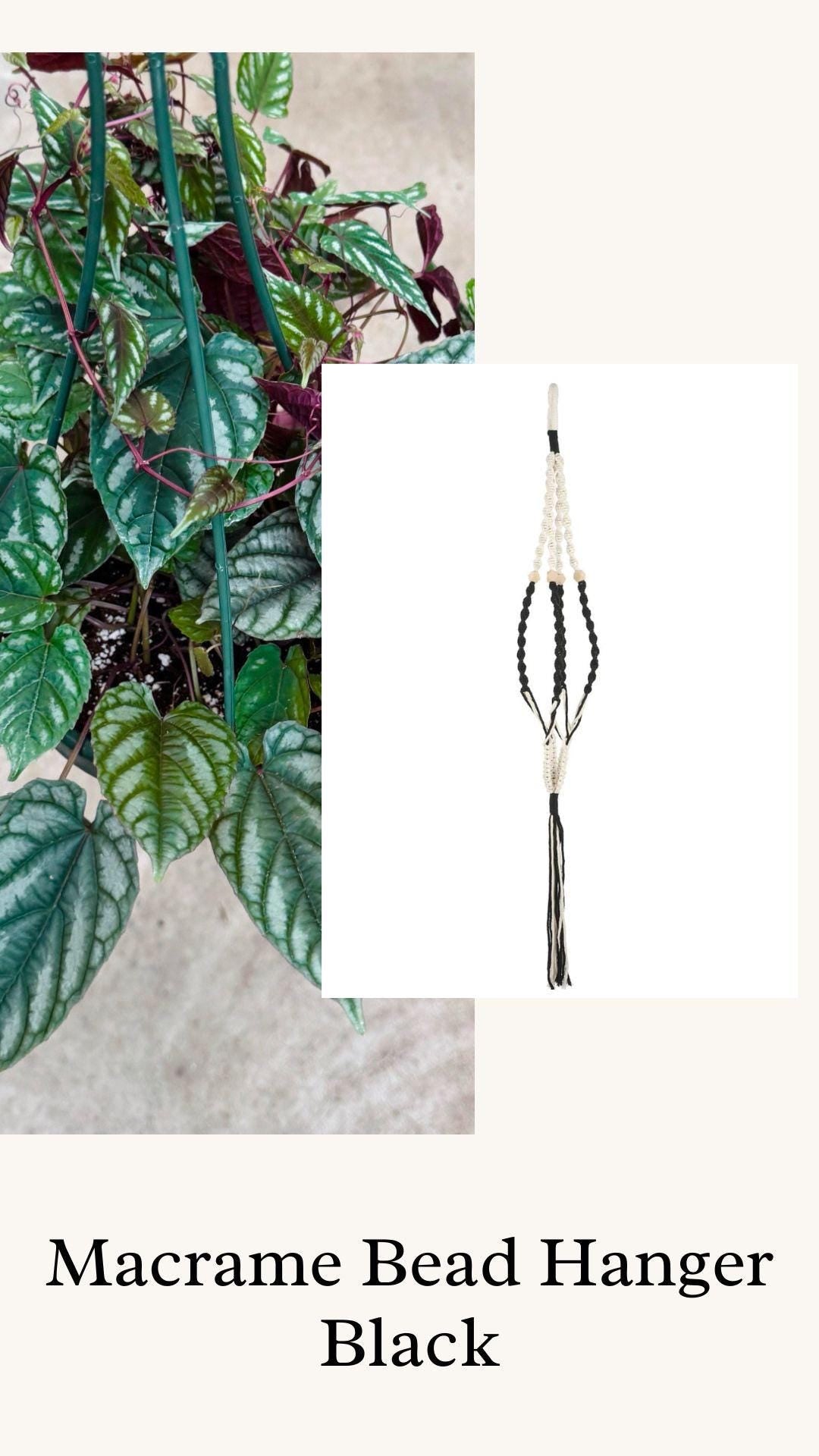Cissus discolor - Rex Begonia Vino Plant - 6" Hanging Basket